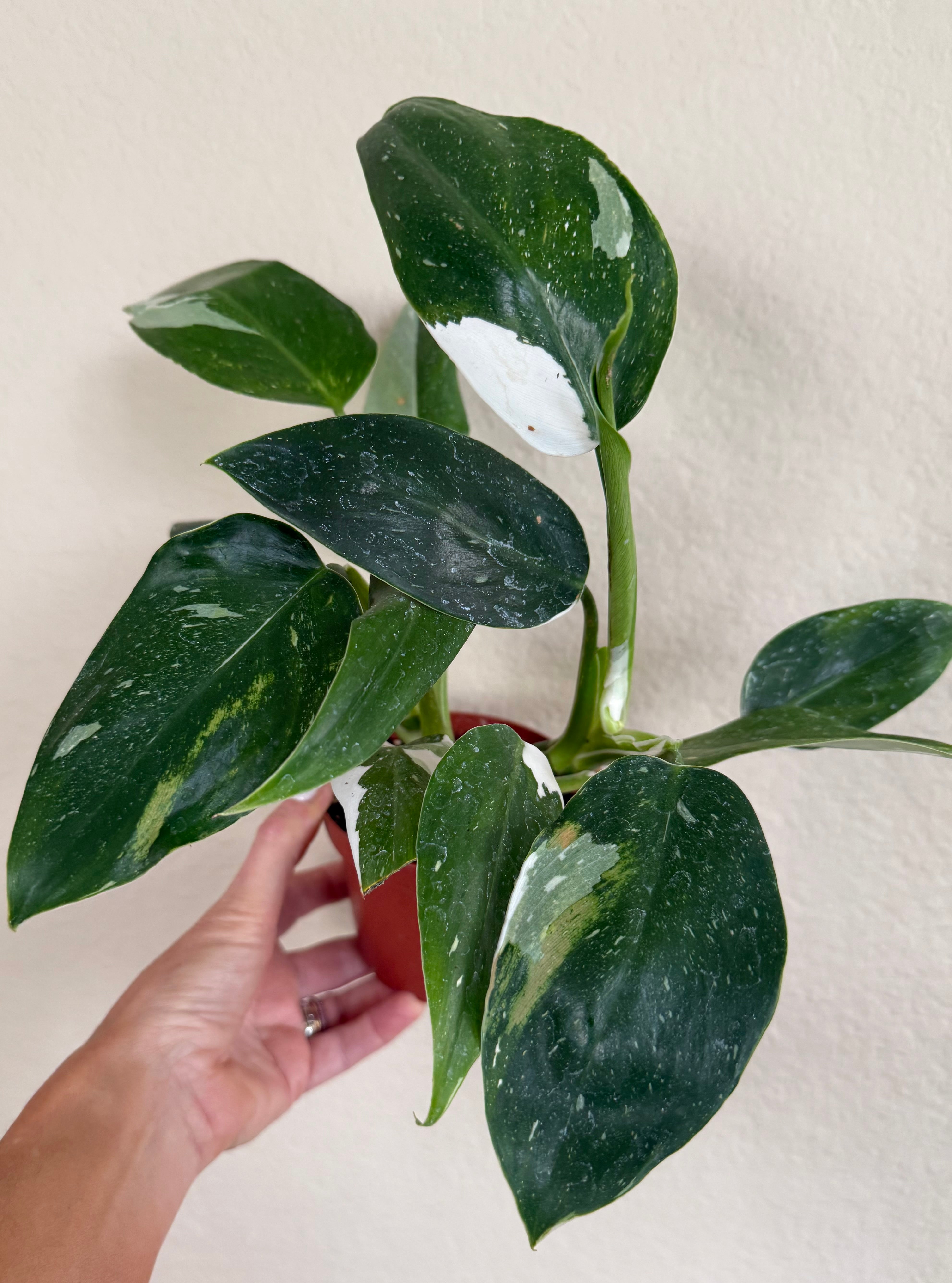 Philodendron 'White Wizard'