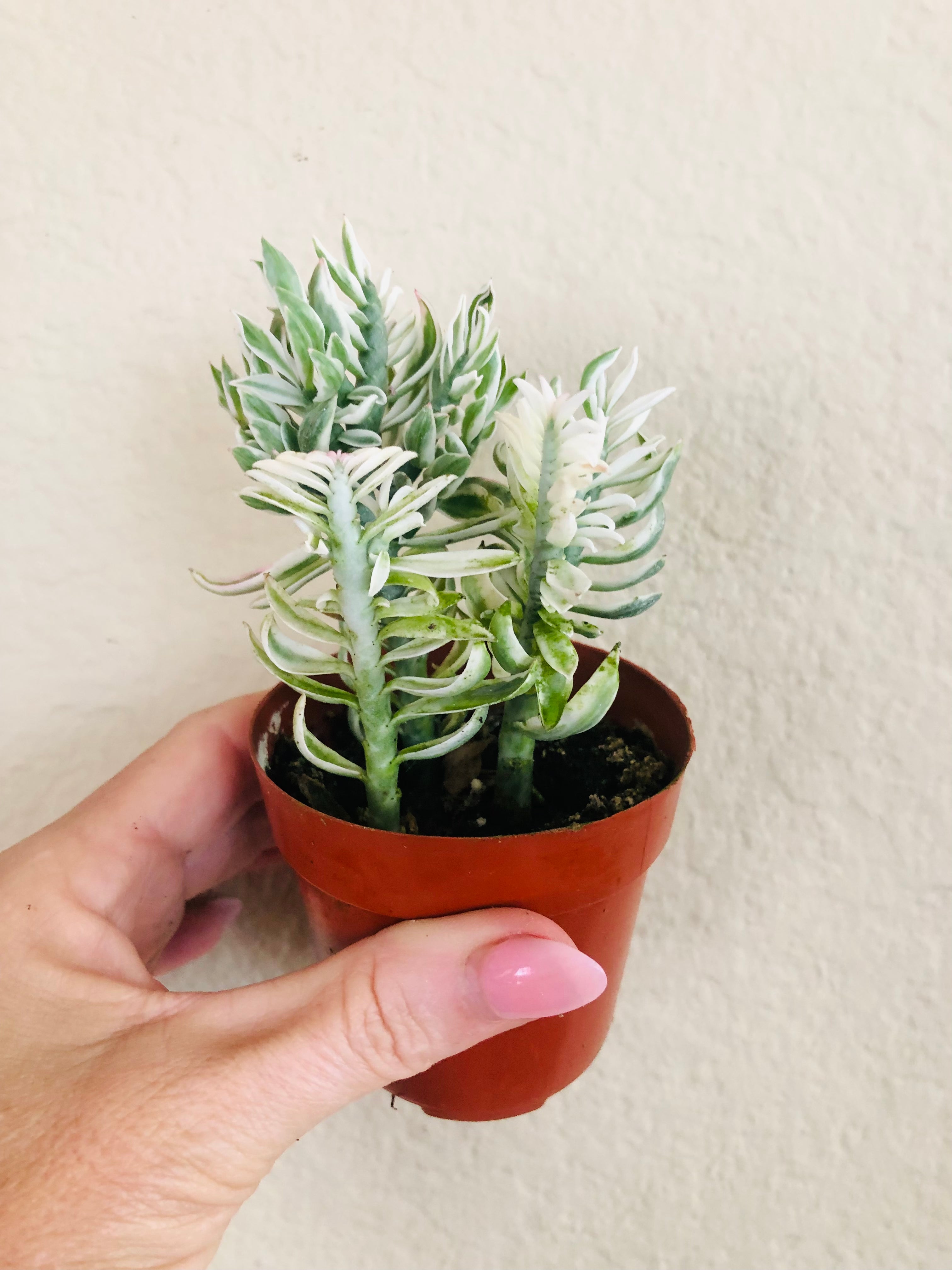 Devil's Backbone Variegated