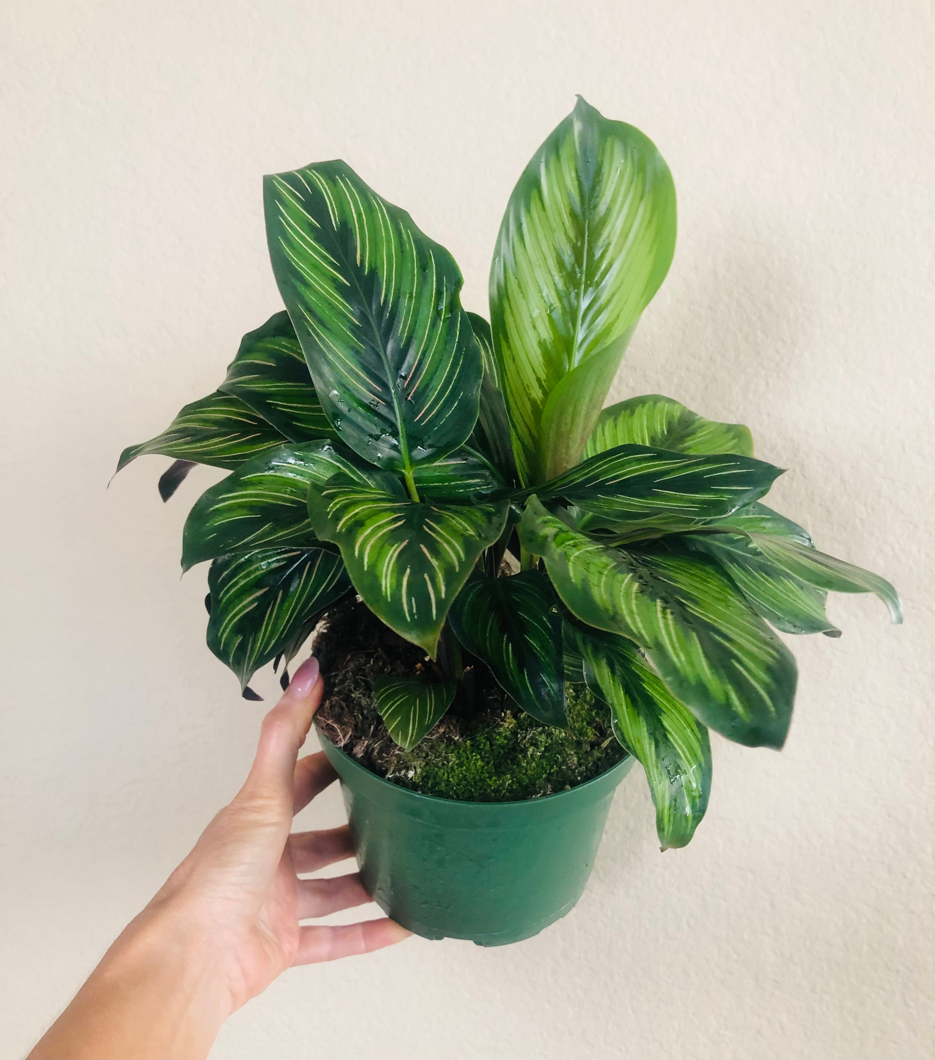 Calathea Beauty Star