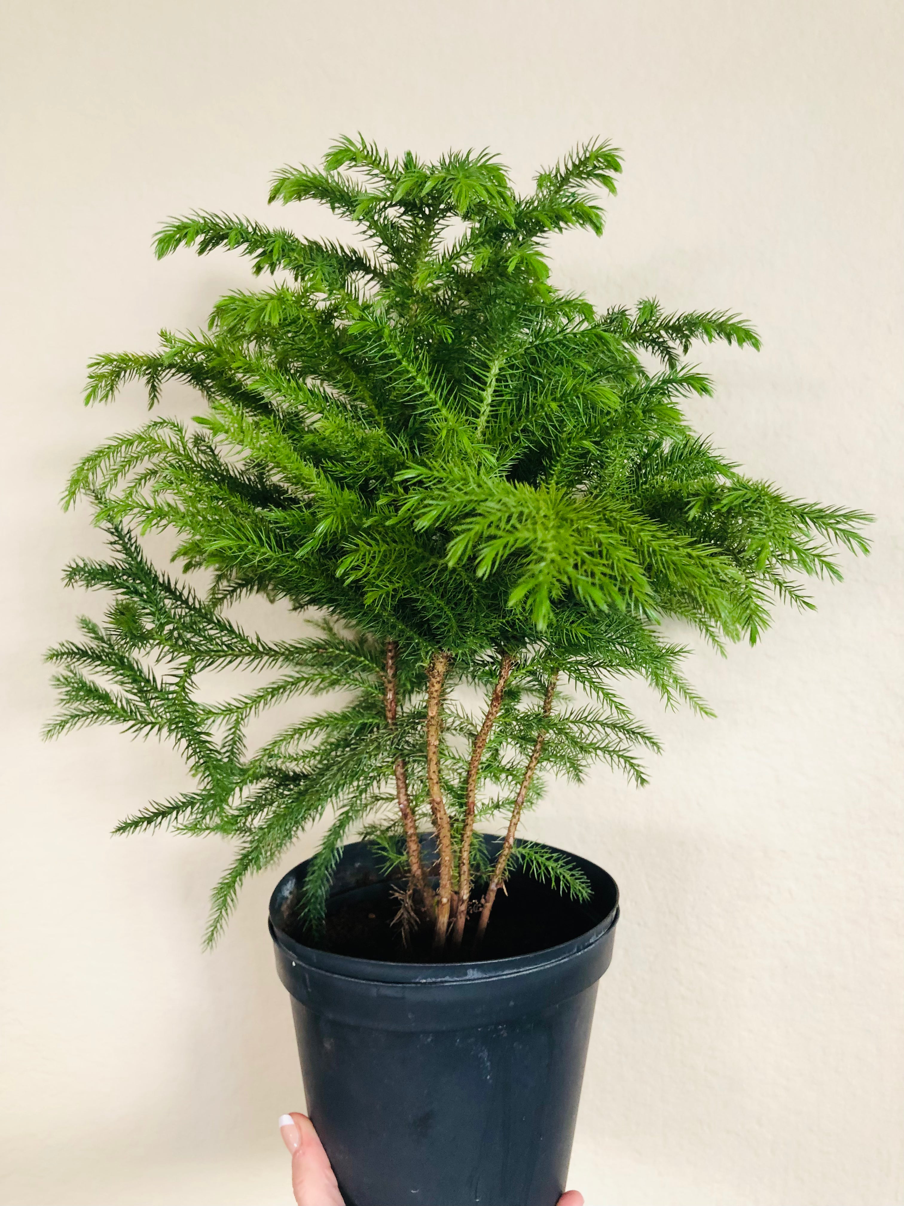 Norfolk Pine