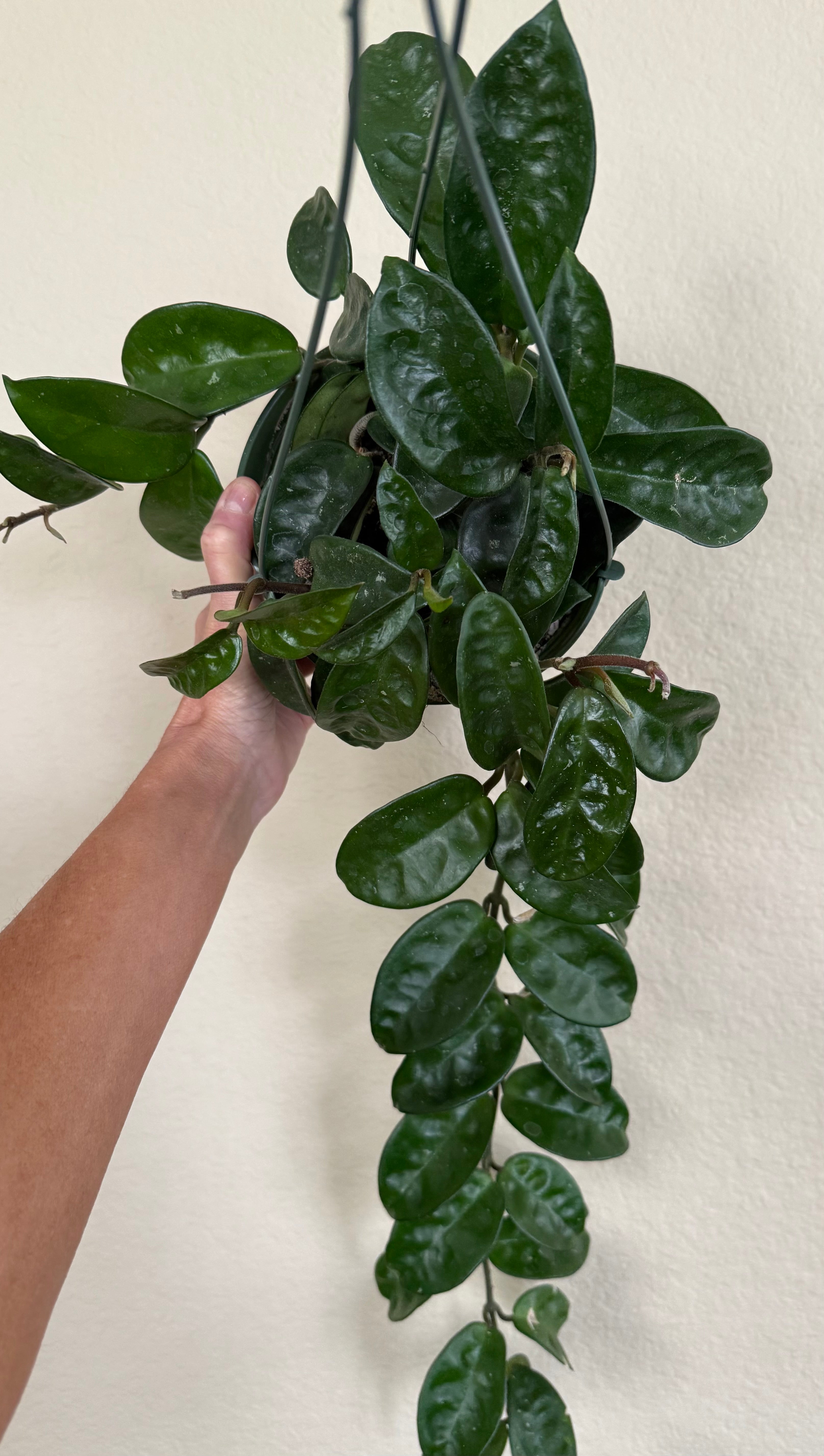 Hoya 'Krinkle'