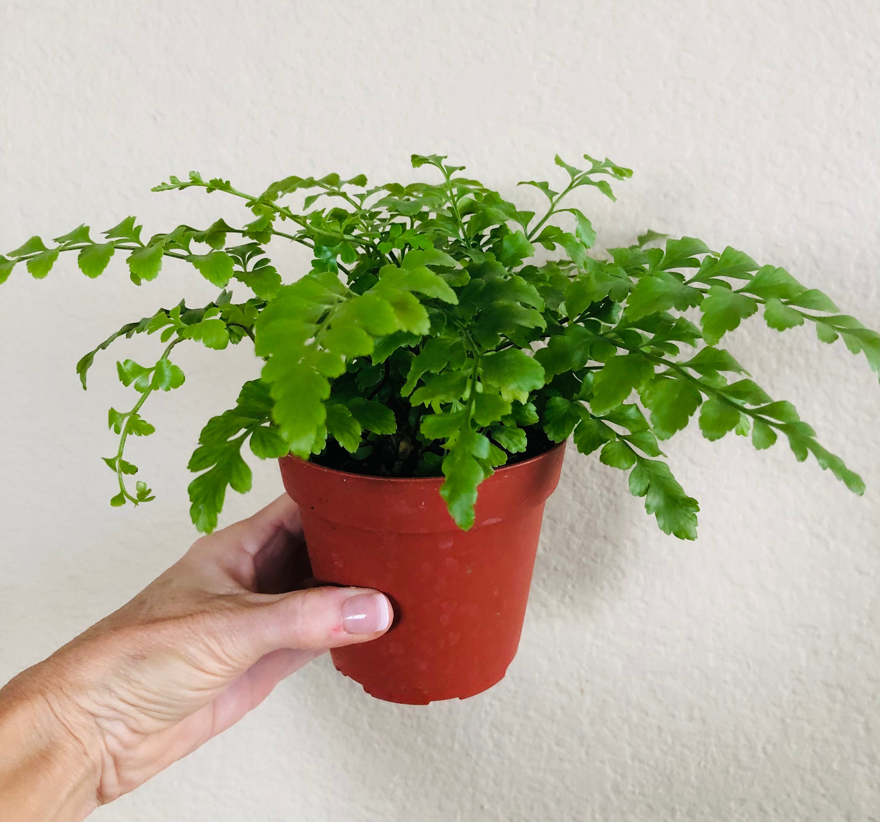 Austral Gem Fern