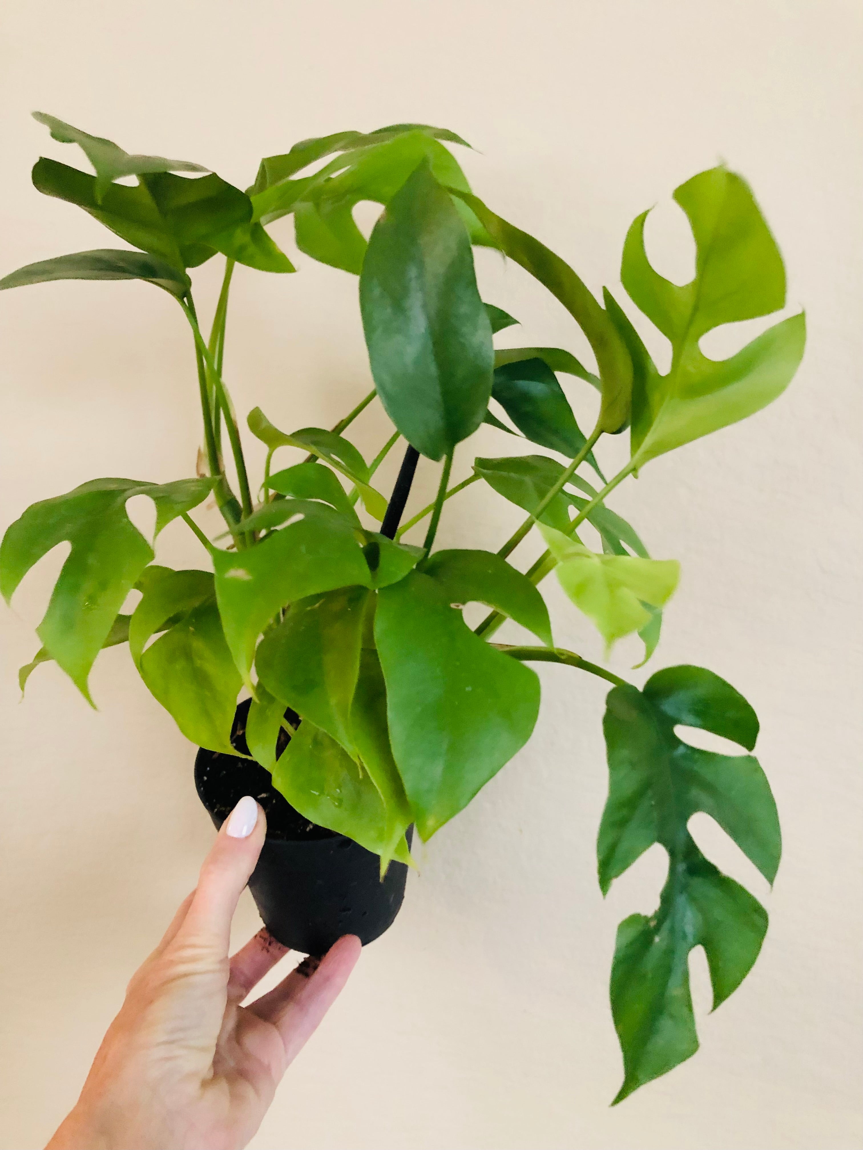 Rhaphidophora Tetrasperma ‘Mini Monstera’