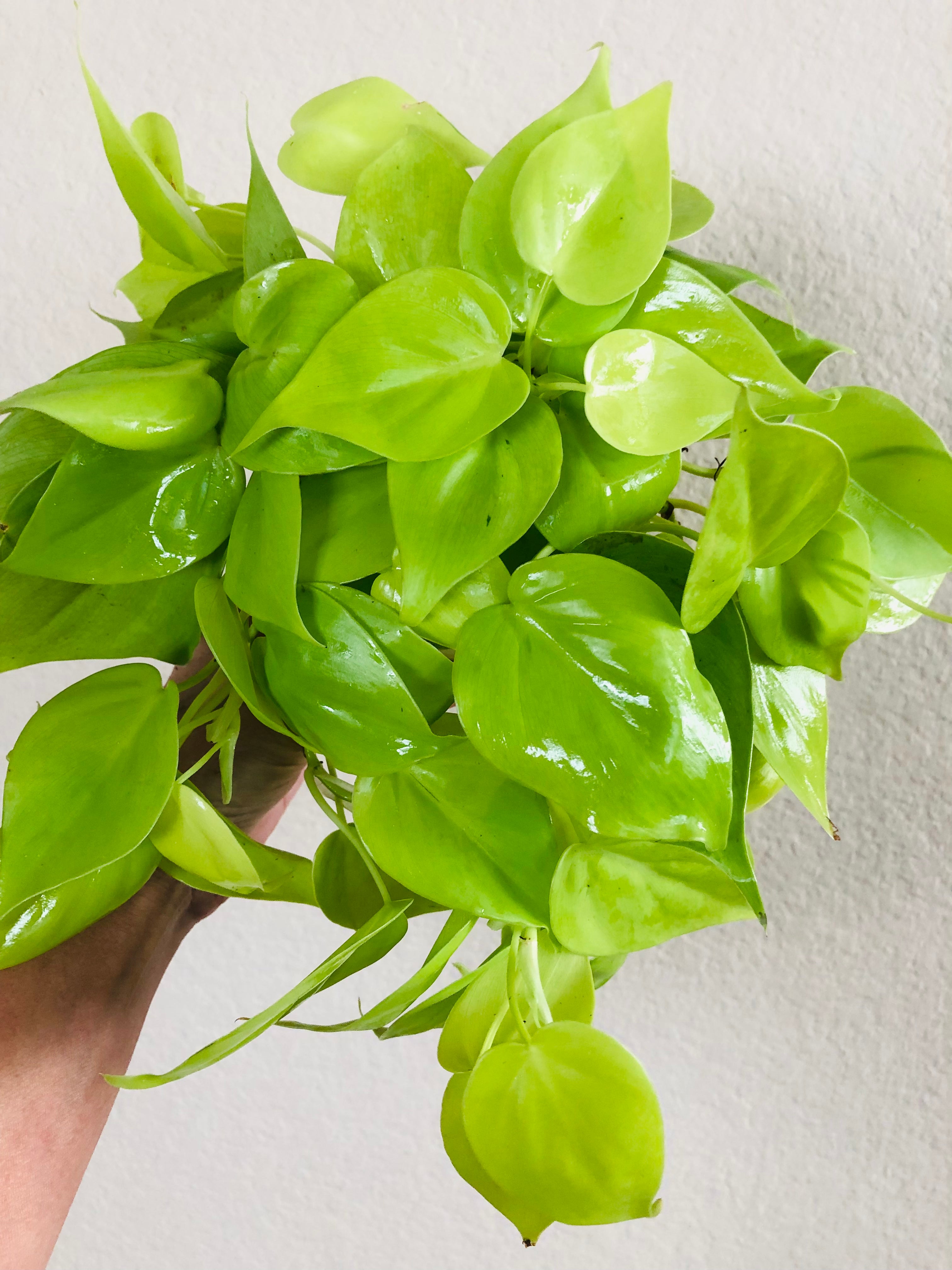 Philodendron Cordatum 'Neon'