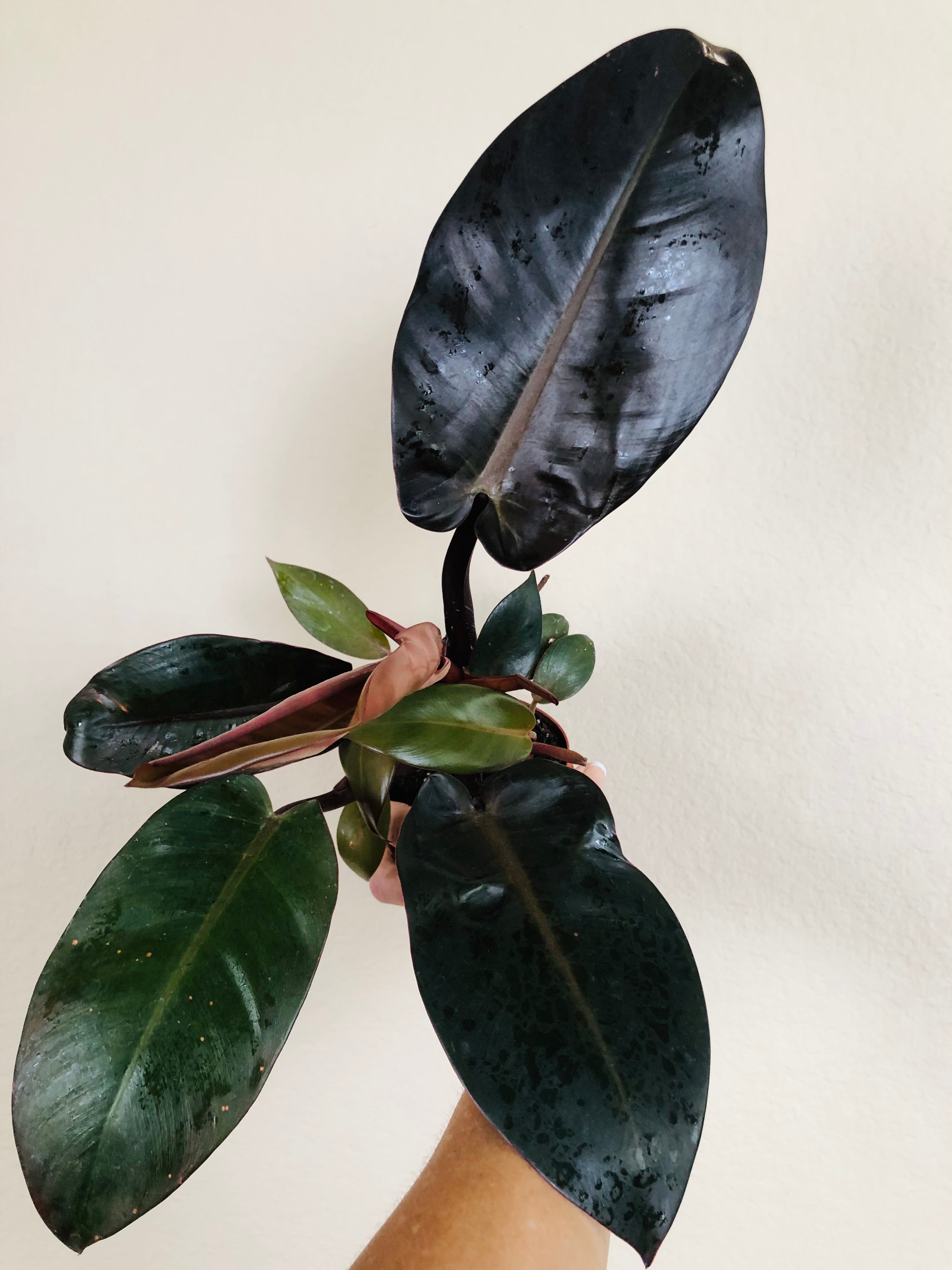 Philodendron 'Black Cardinal'