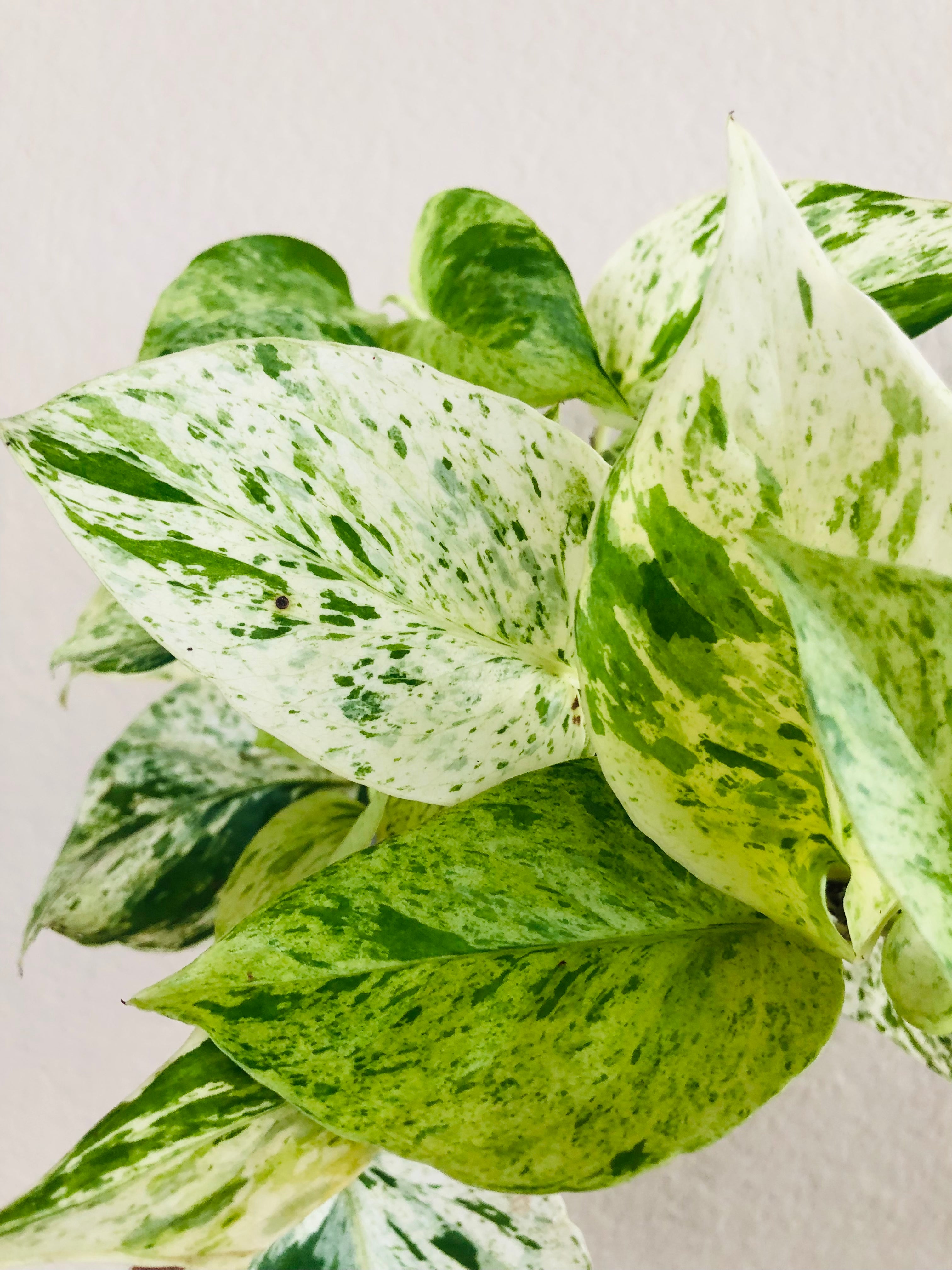 Pothos 'Marble Queen' | ‘Snow Queen’