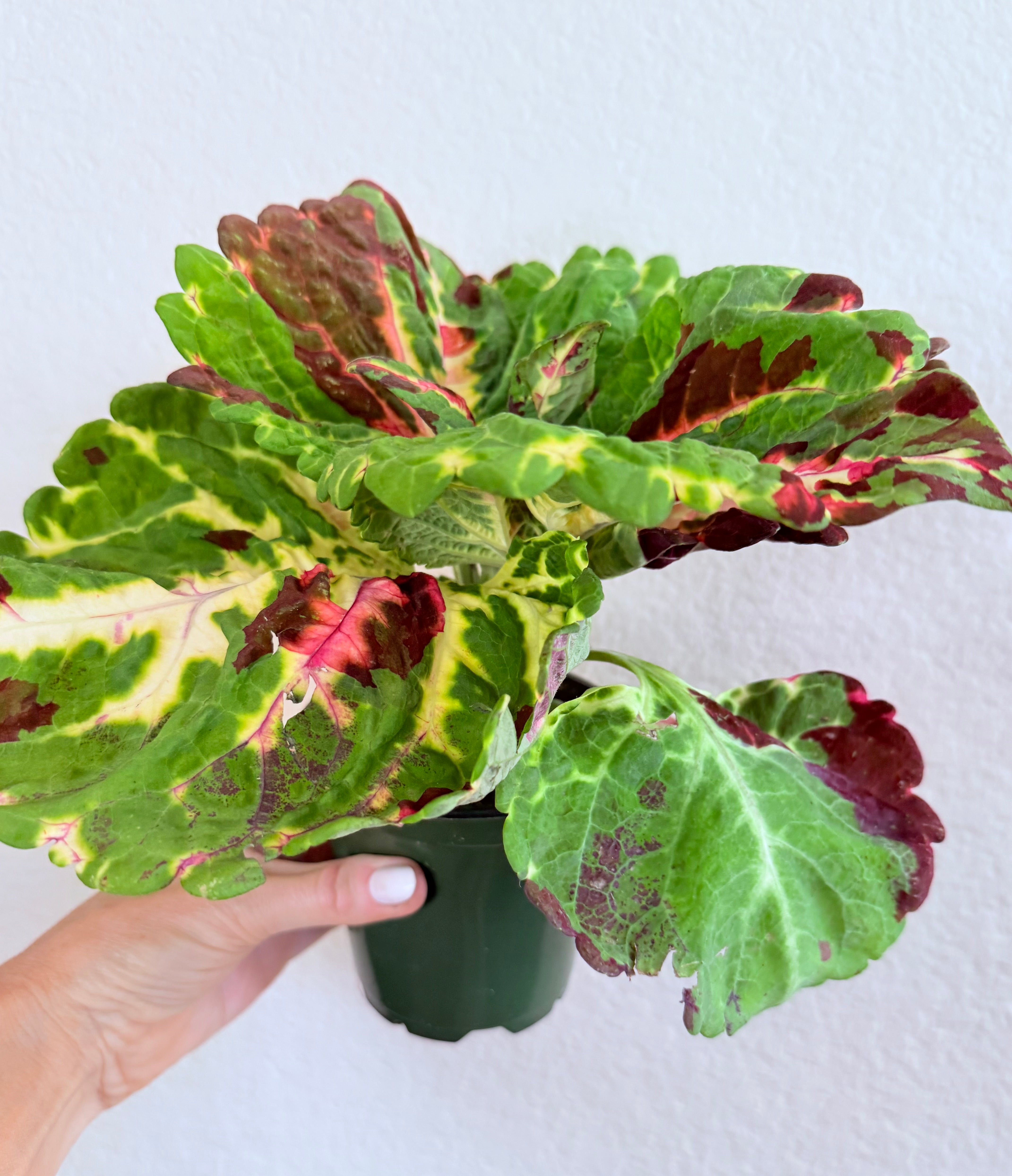 Kong Mosaic Coleus