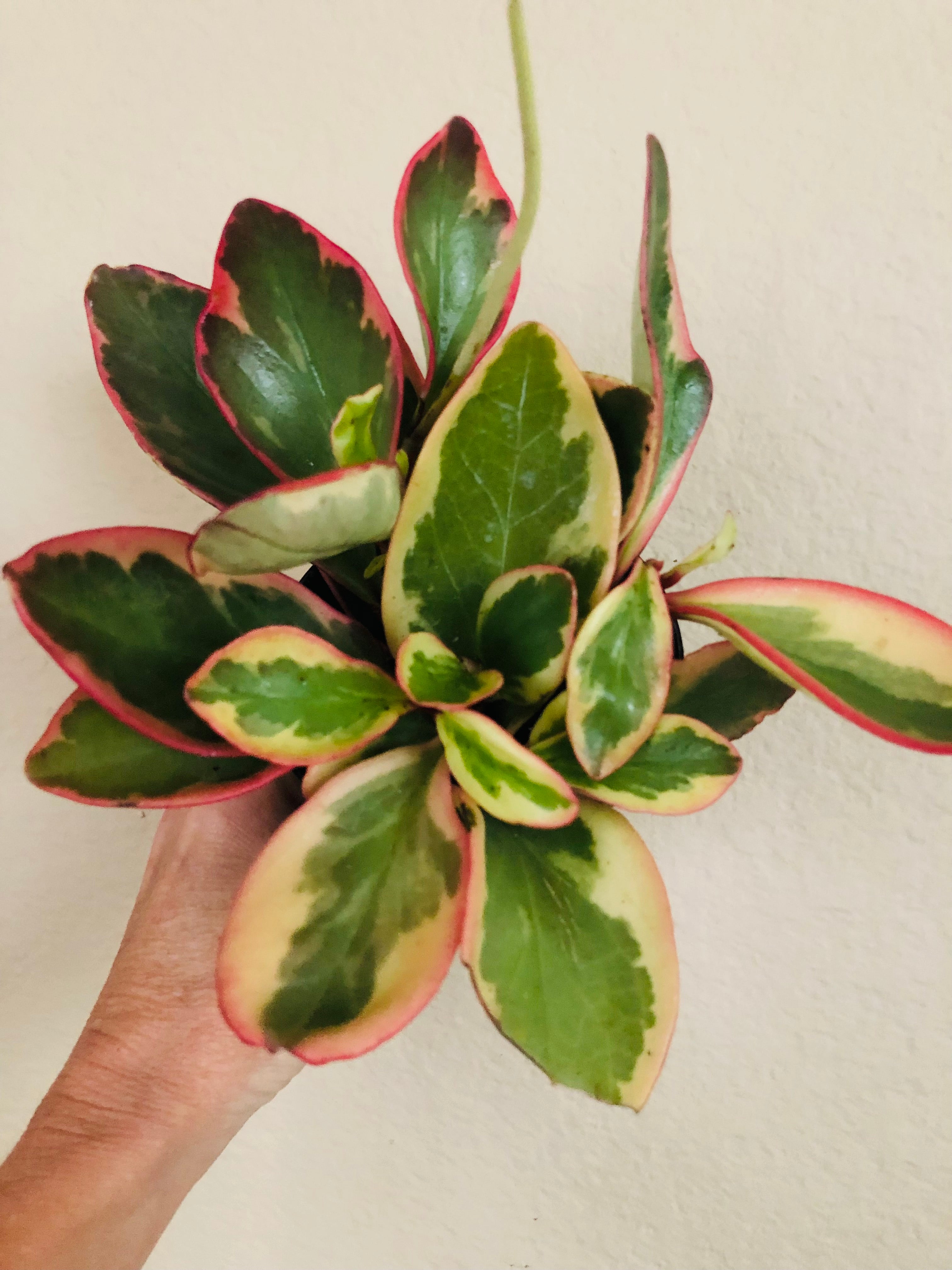 Peperomia 'Ginny'