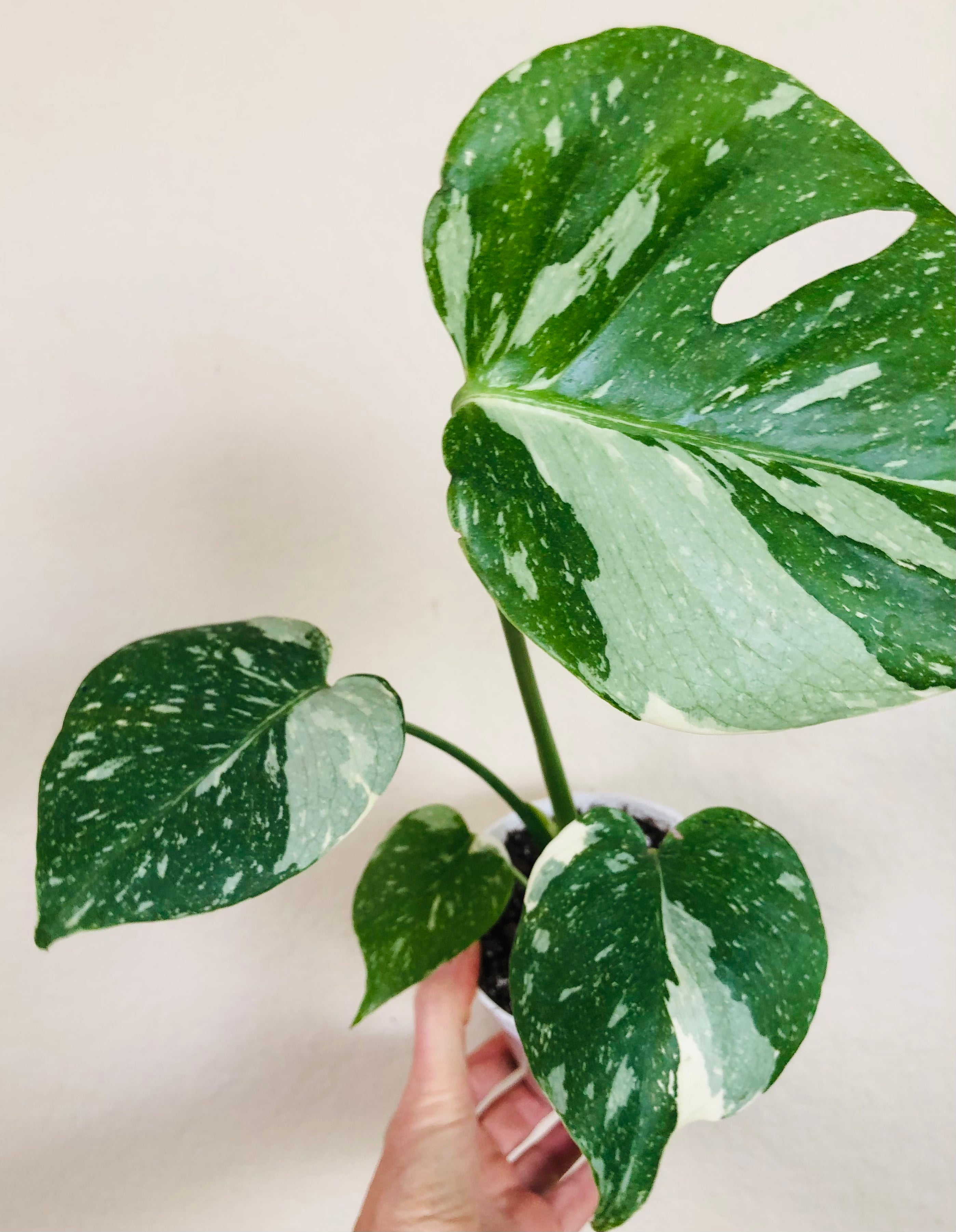 Monstera Thai Constellation