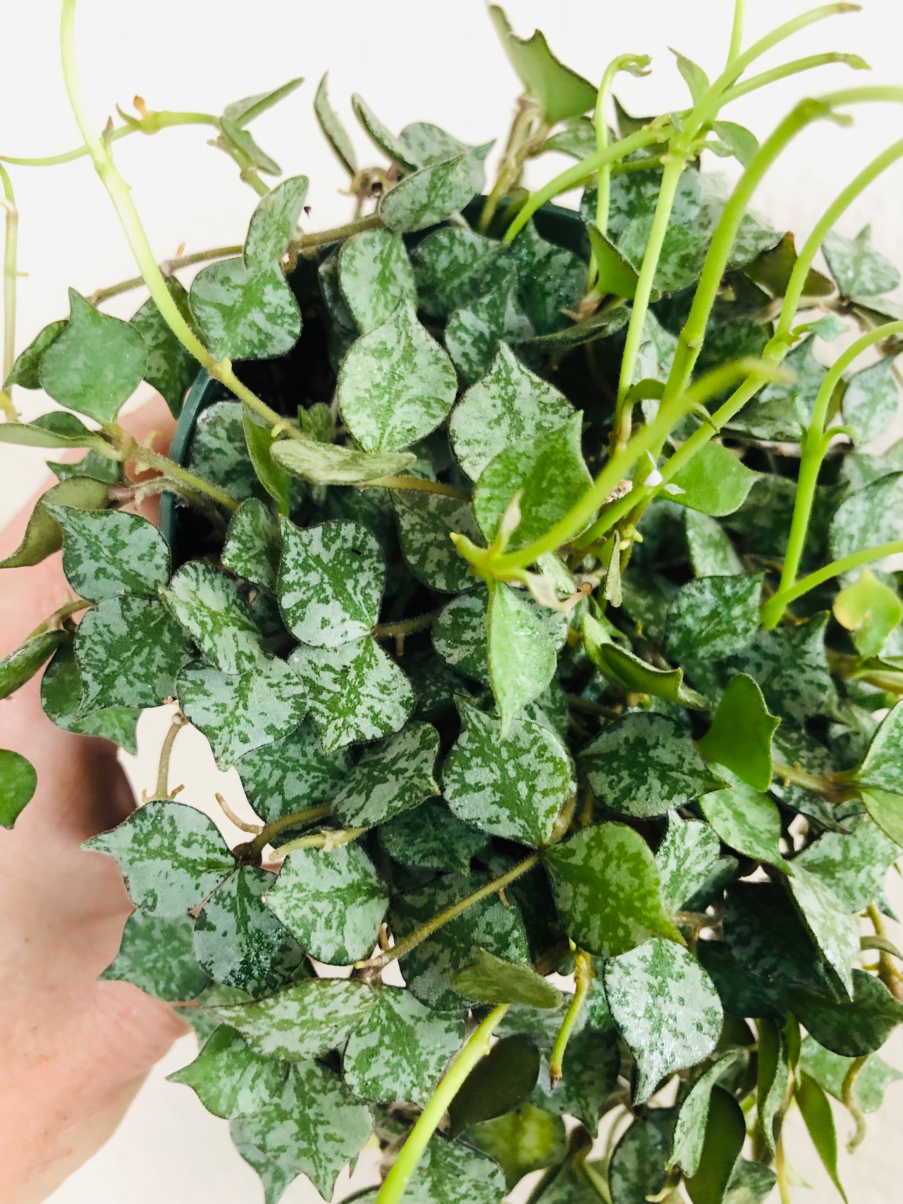 Hoya 'Curtisii'