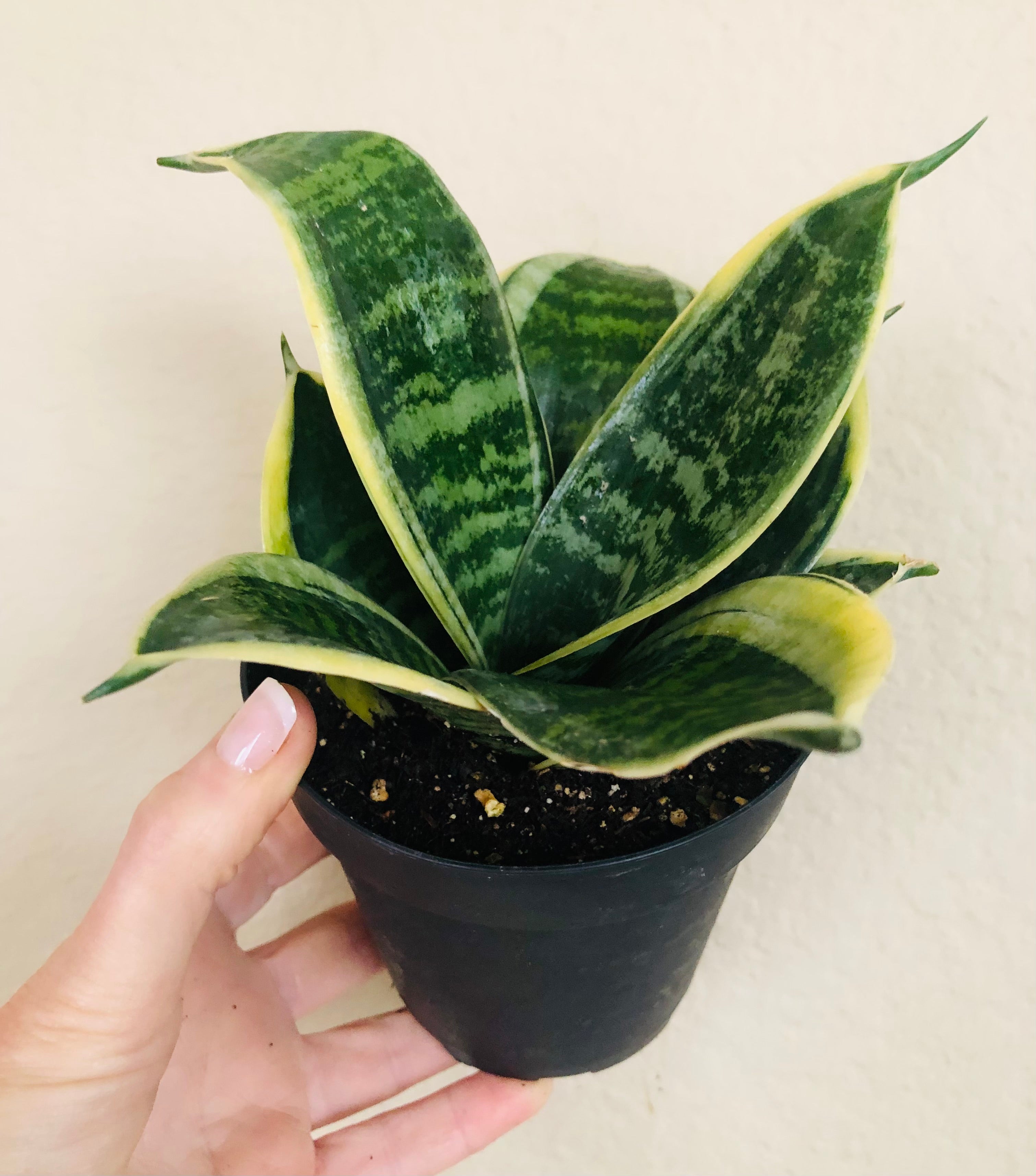 Sansevieria Hahnii 'Ocean Star'