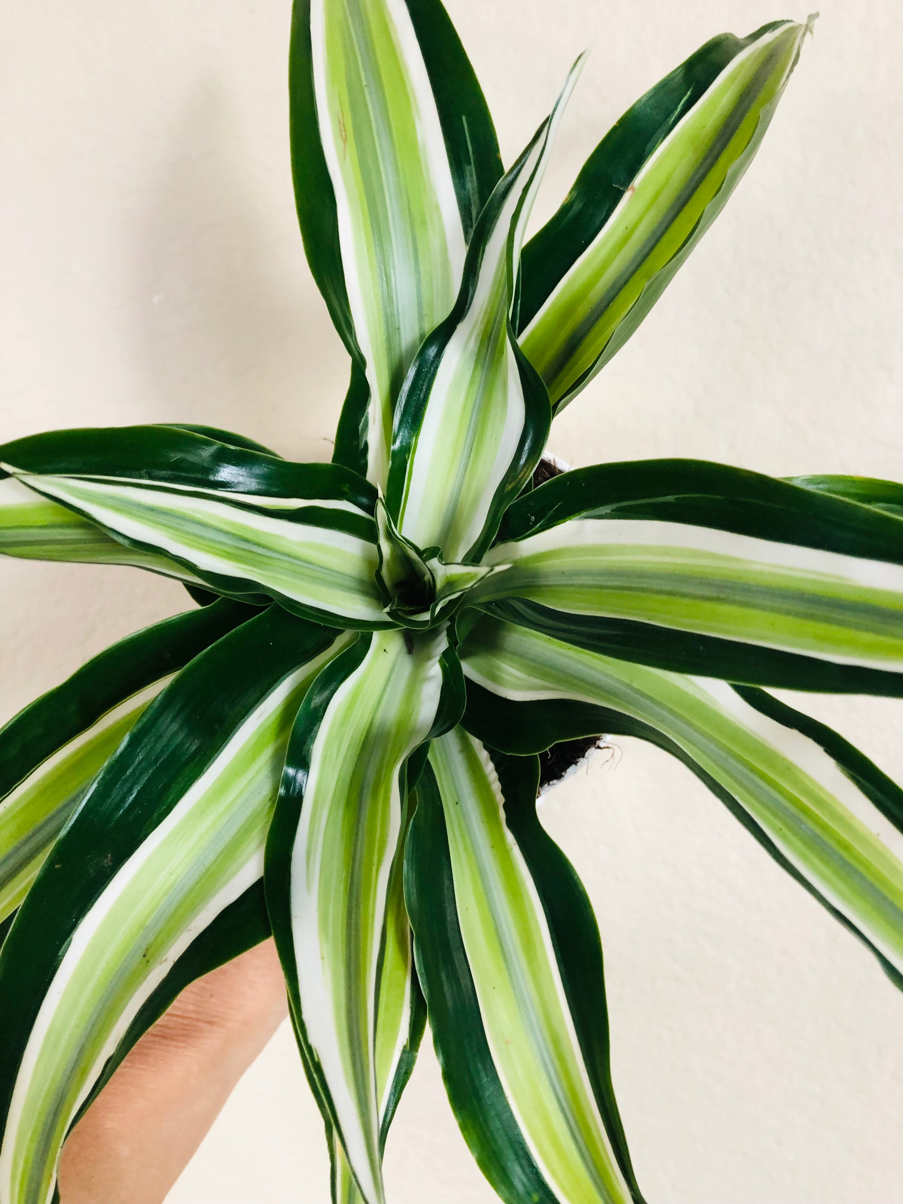 Dracaena 'Malaika'