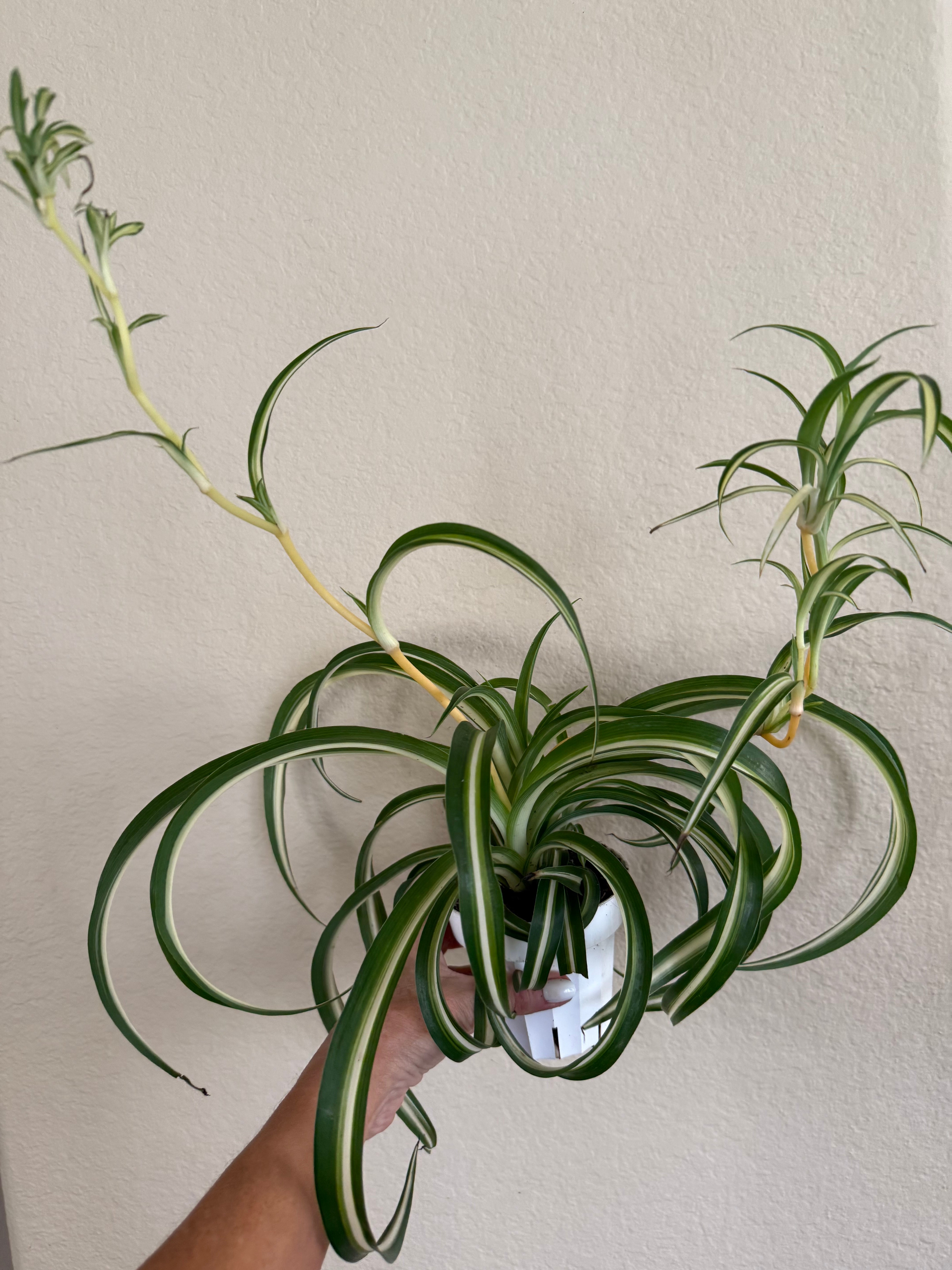 Spider Plant 'Bonnie'