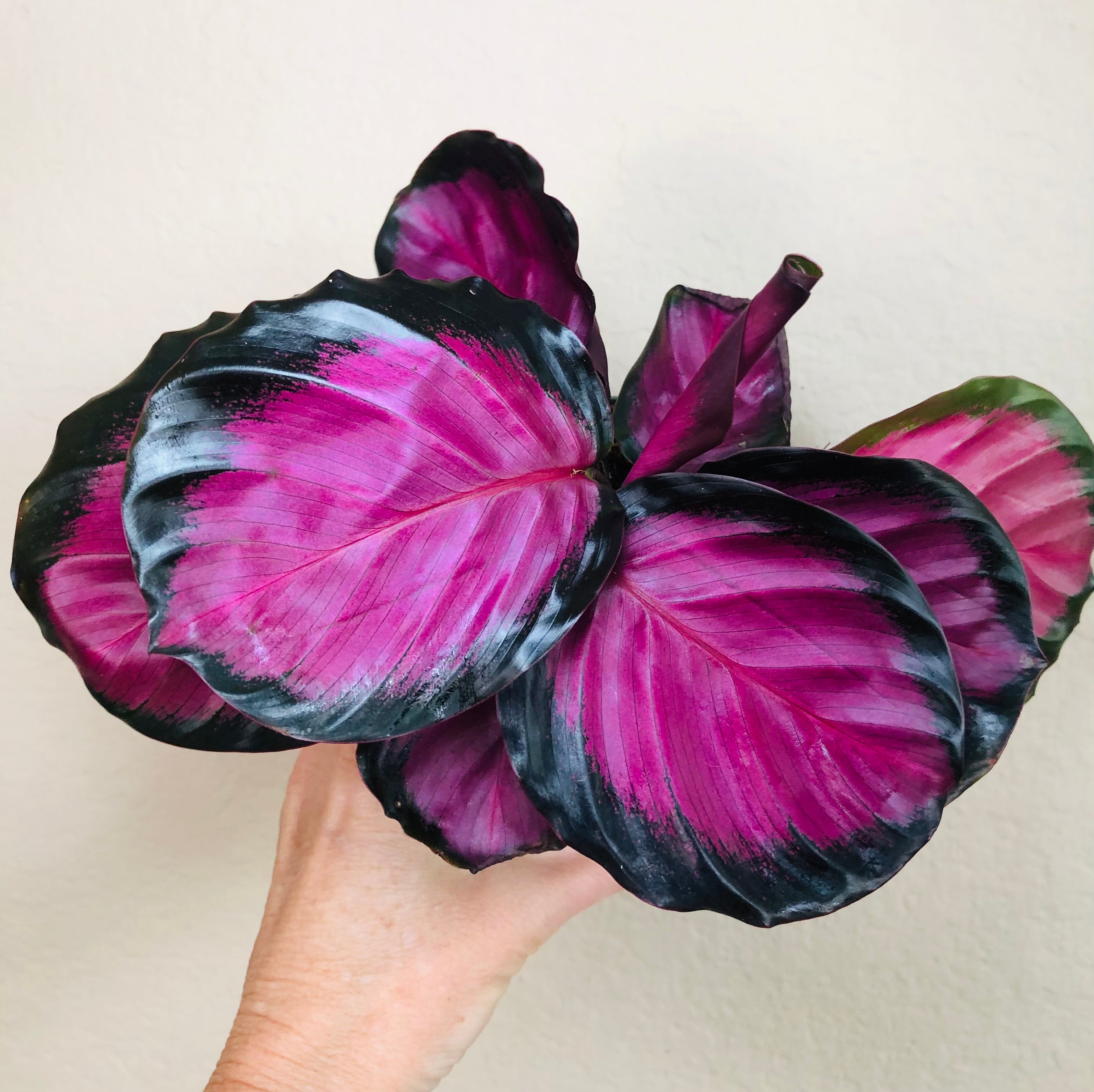 Calathea Roseopicta 'Rosy'
