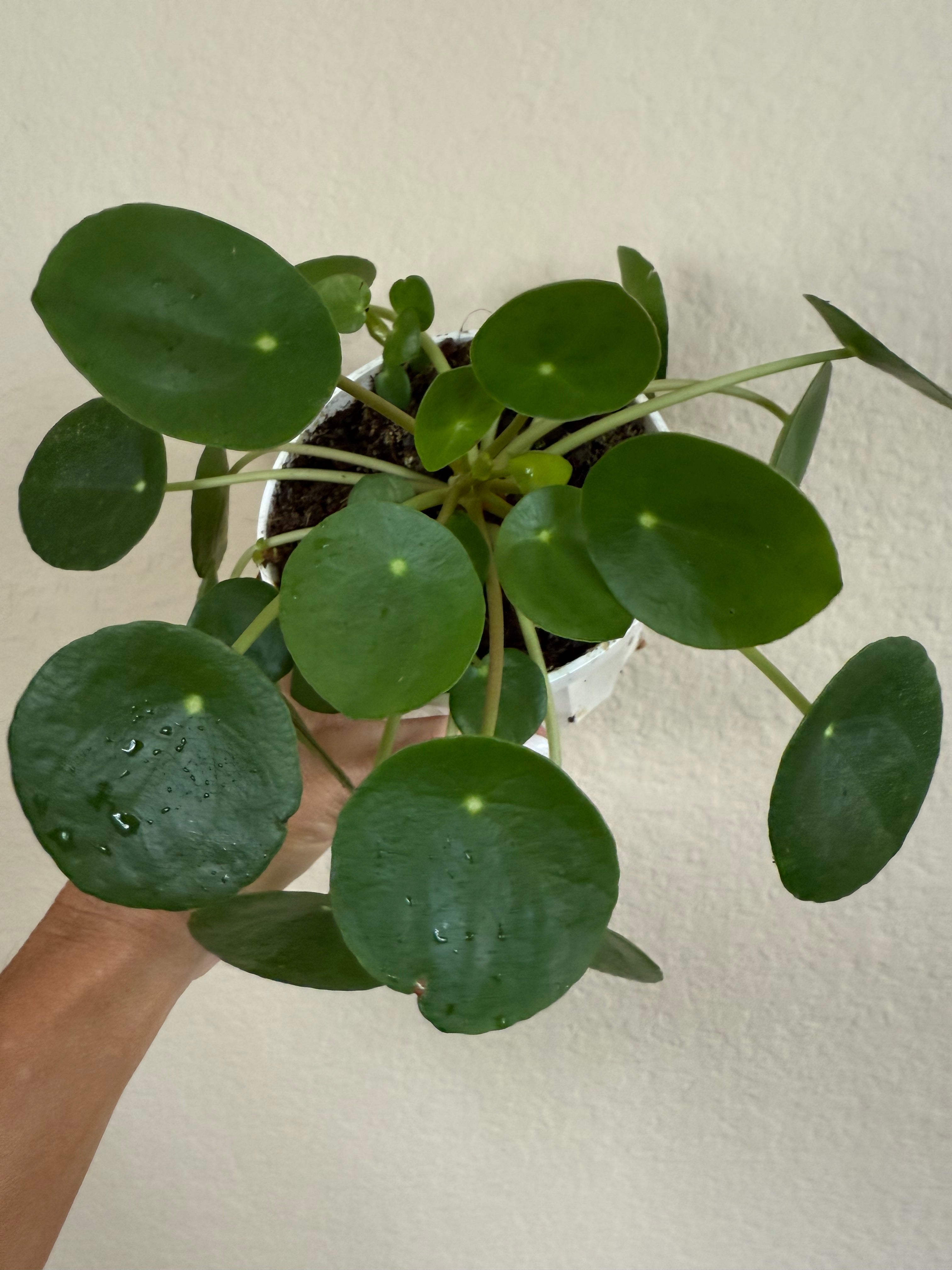 Pilea Peperomioides
