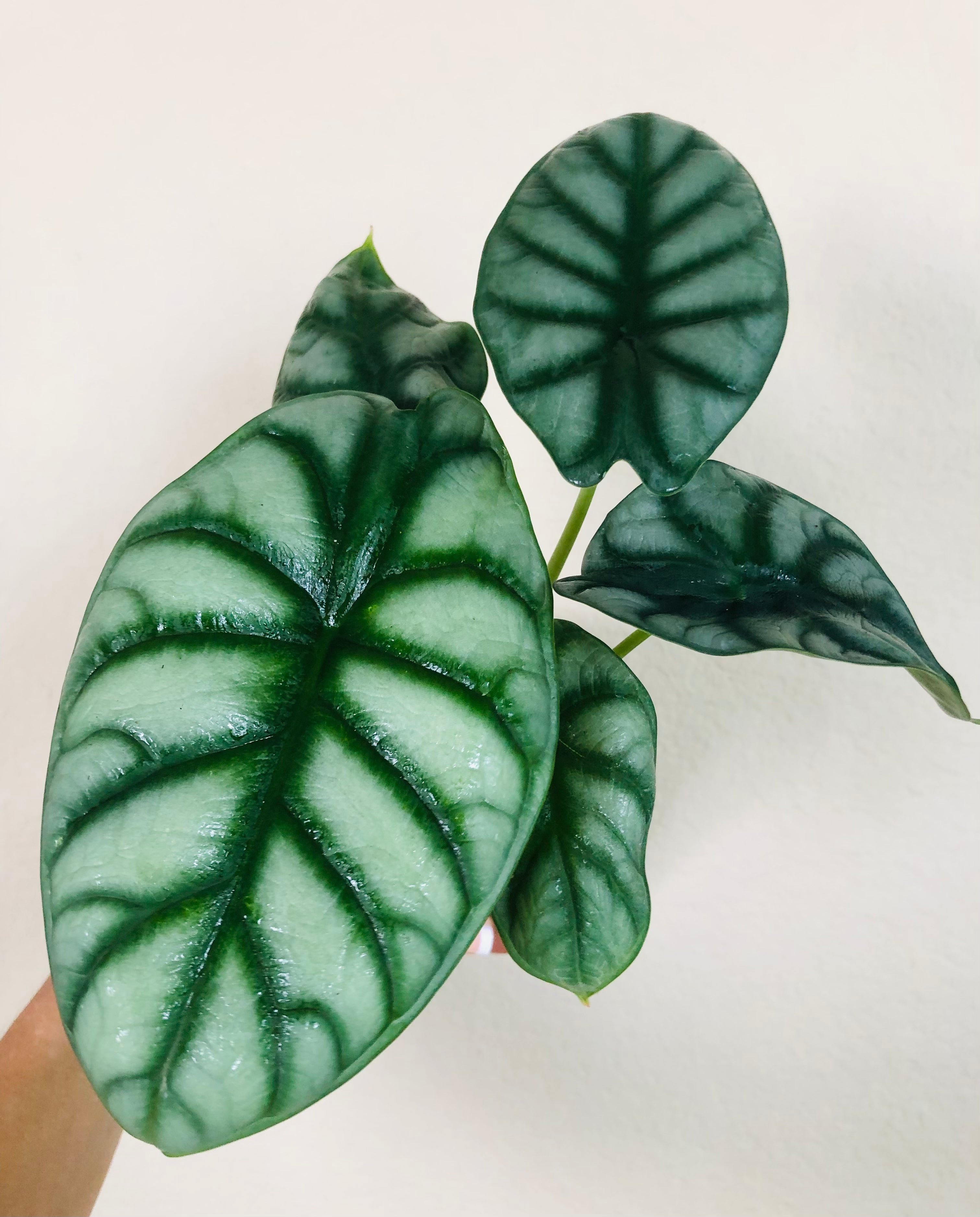 Alocasia Baginda 'Silver Dragon'