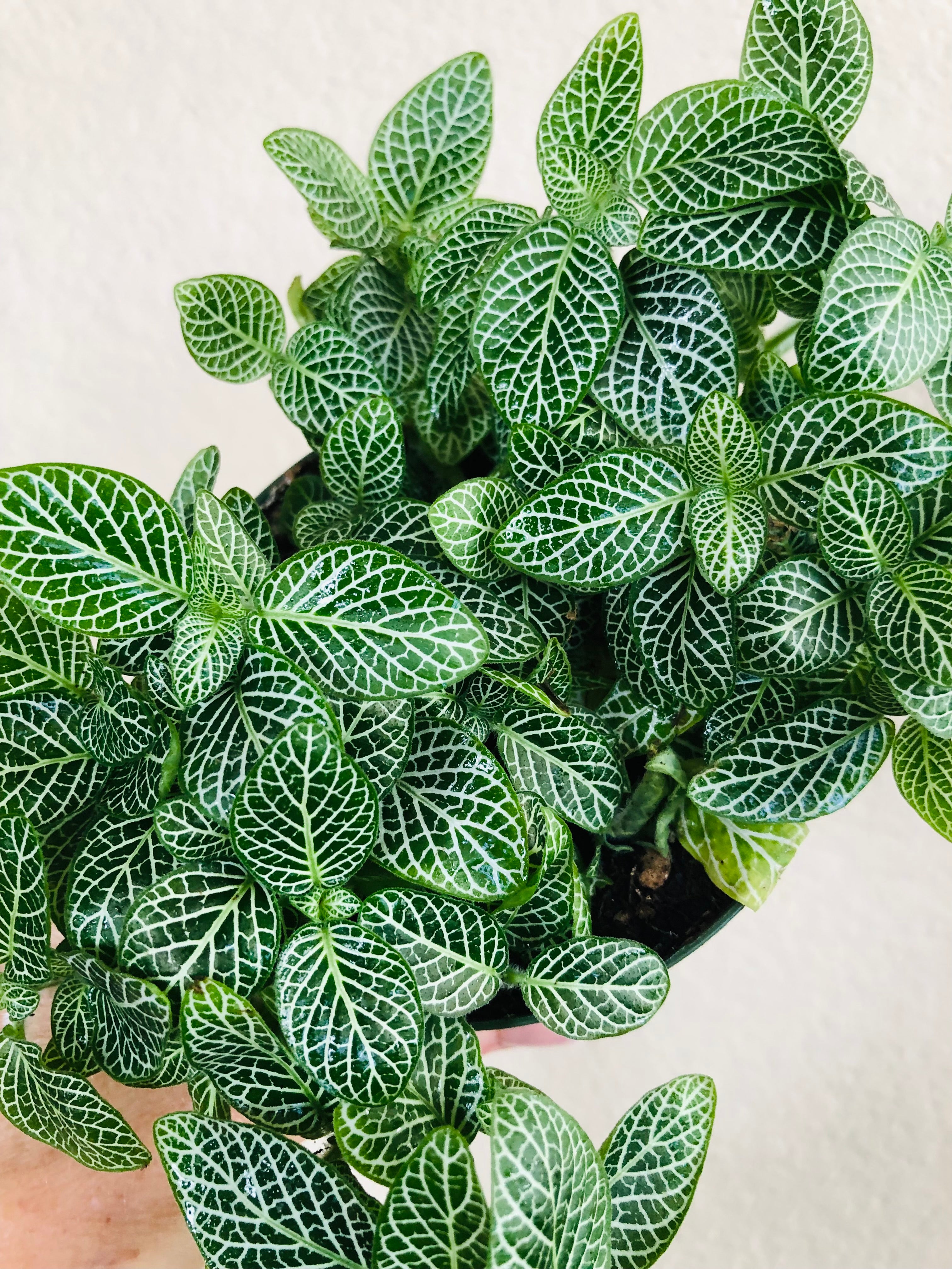 Fittonia 'Nerve Plant'
