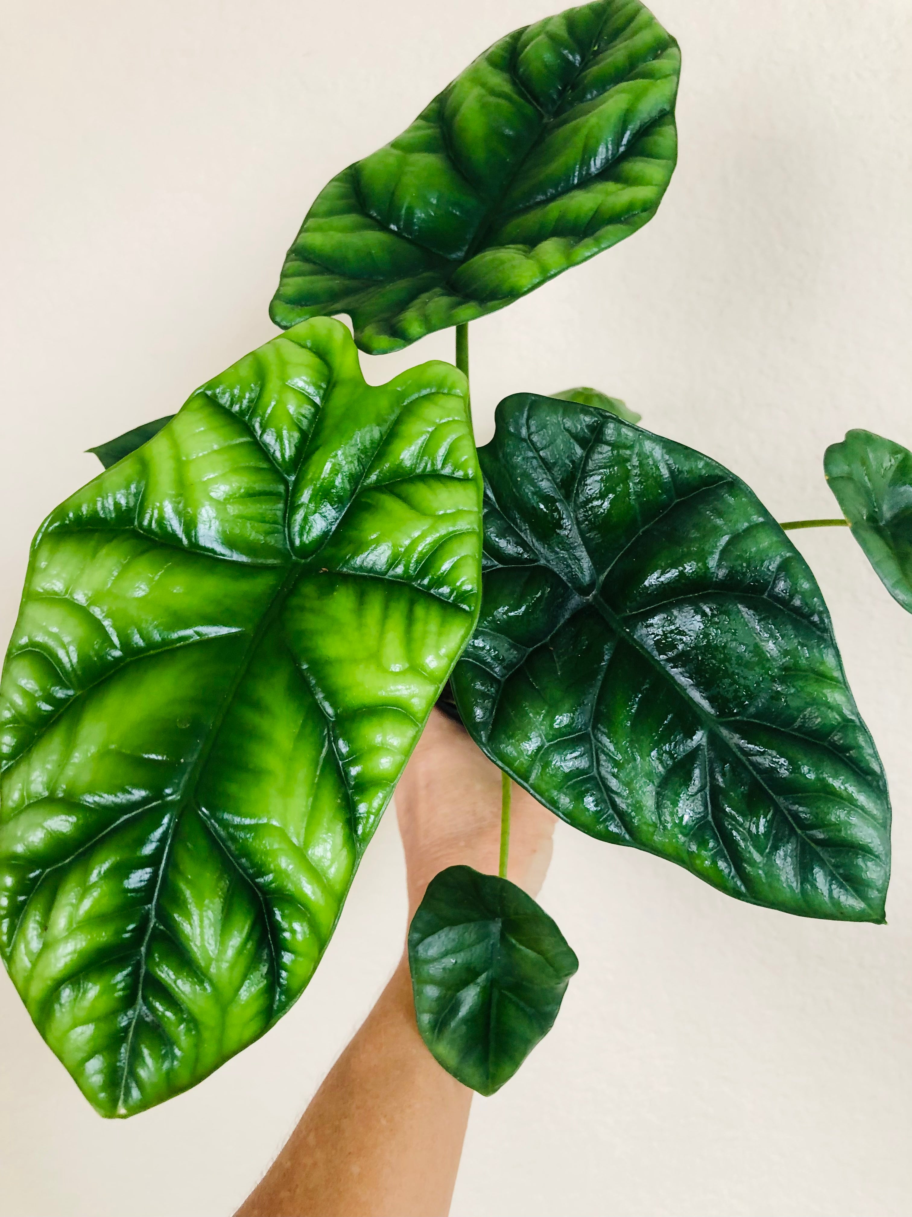 Alocasia 'Quilted Dreams'