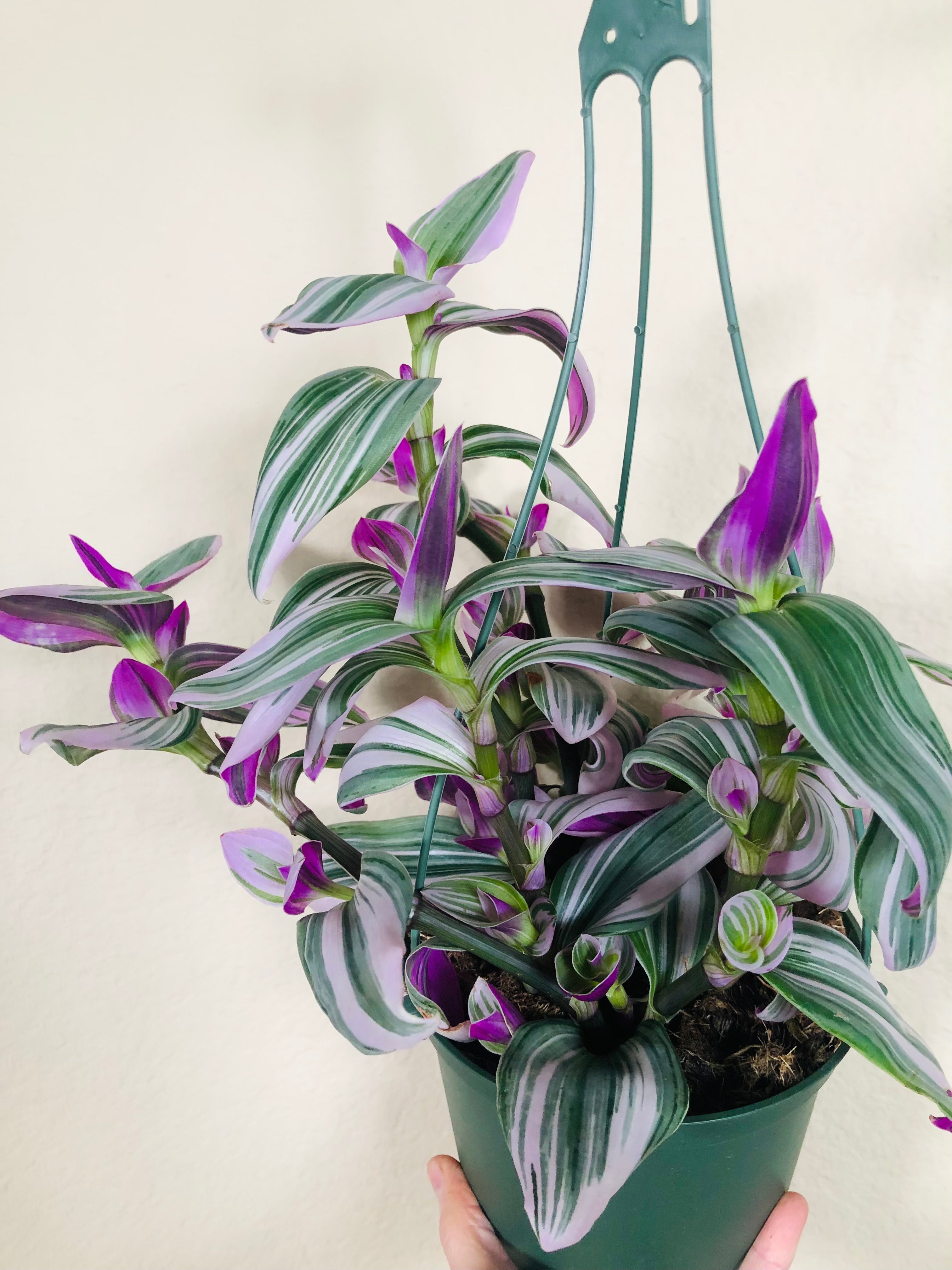 Tradescantia Nanouk