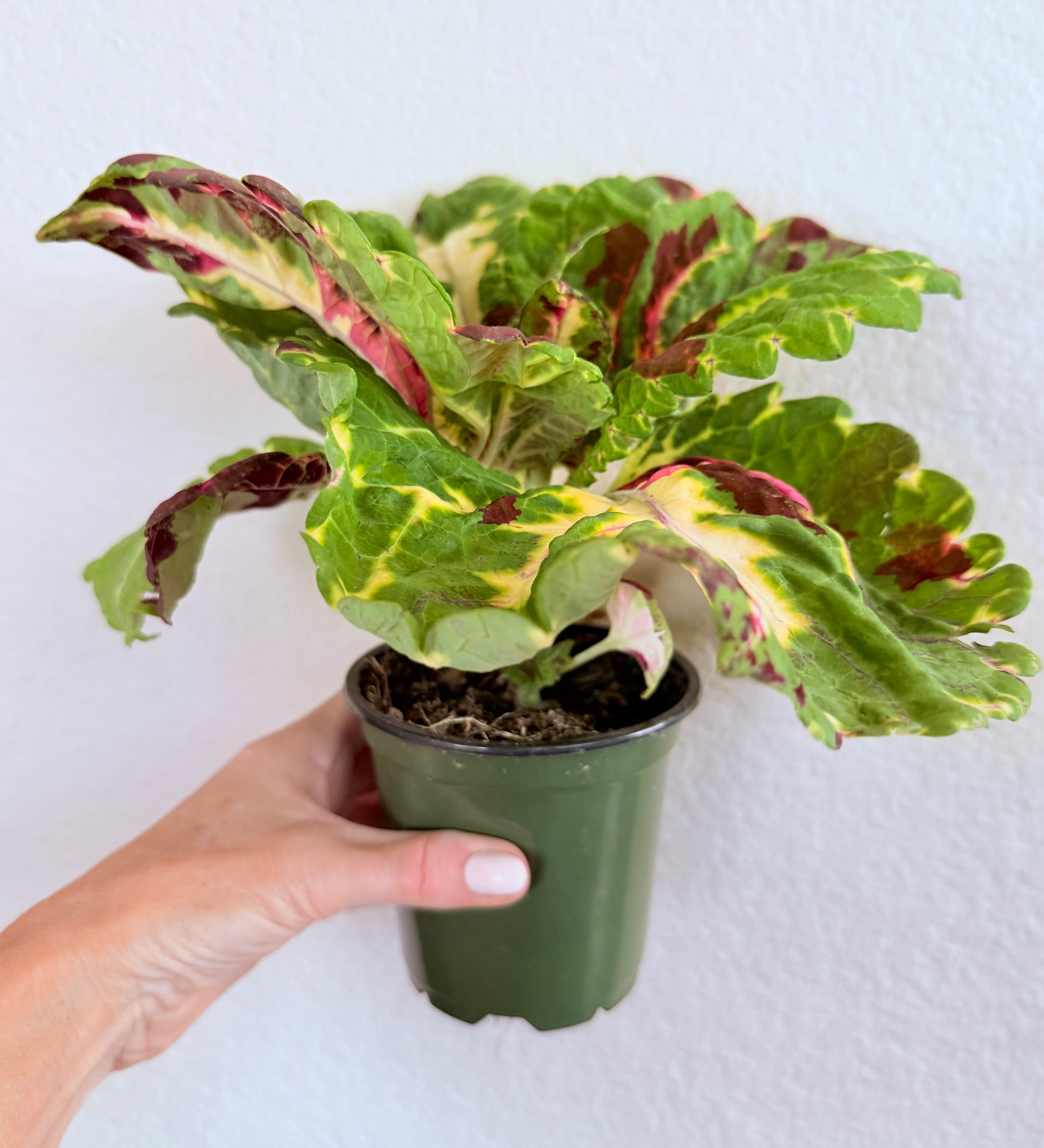 Kong Mosaic Coleus
