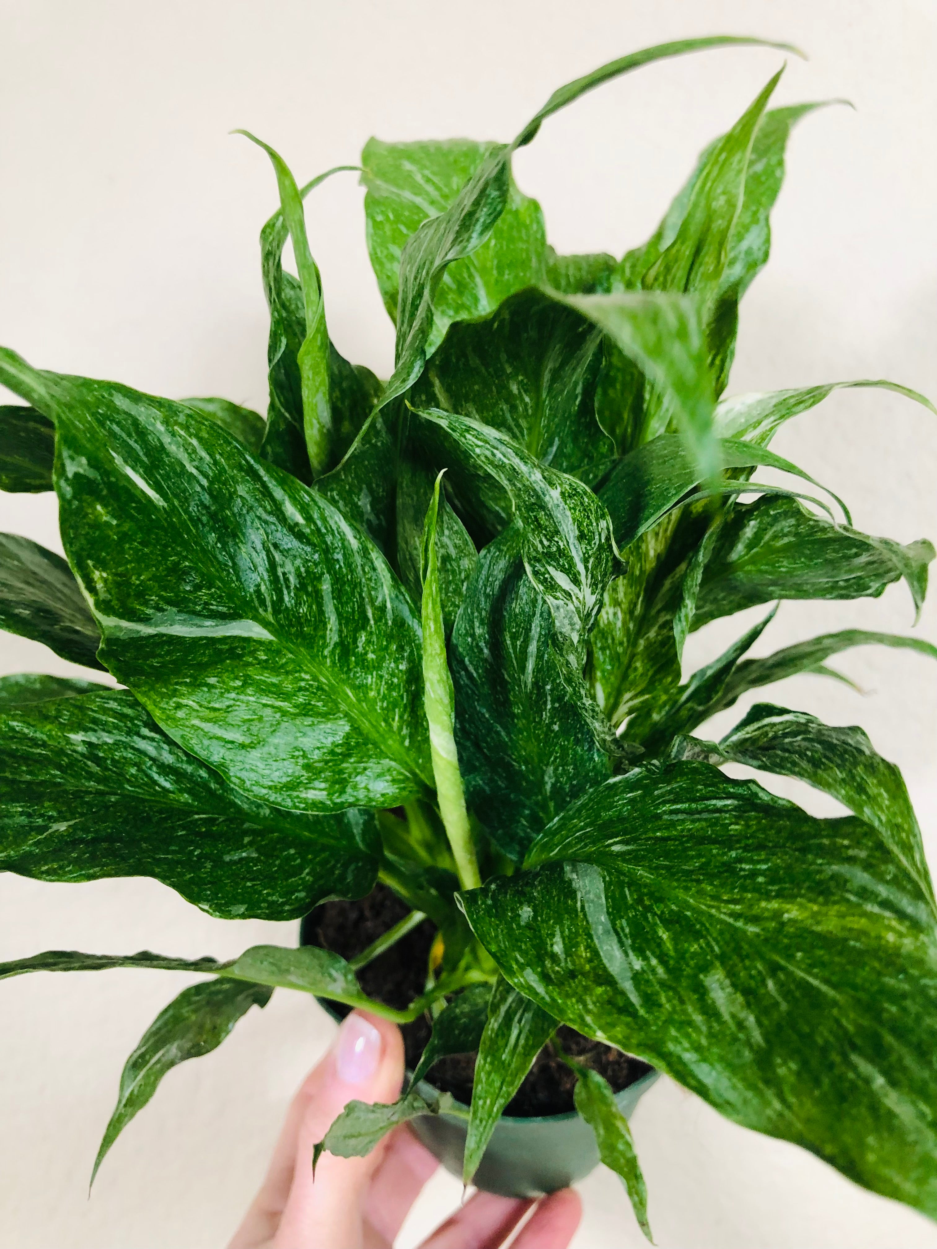 Spathiphyllum ‘Domino’ | Peace Lily Domino