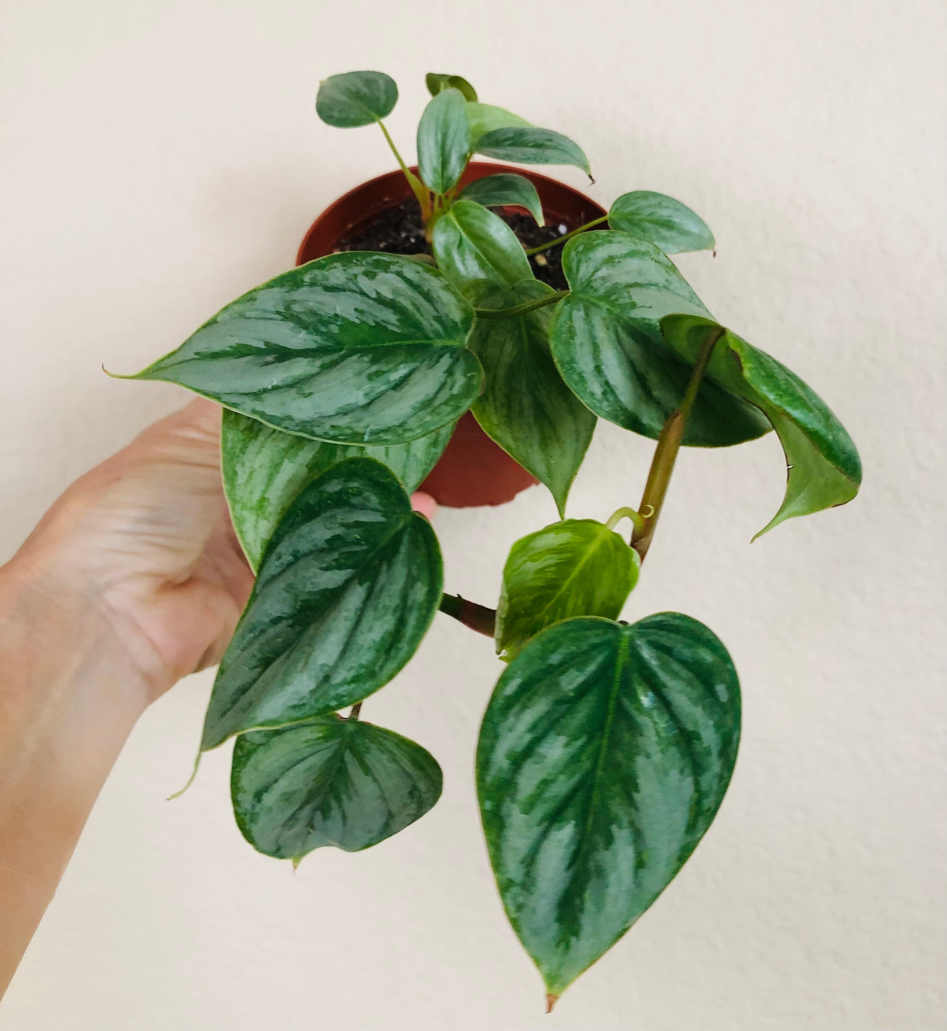 Philodendron Sodiroi