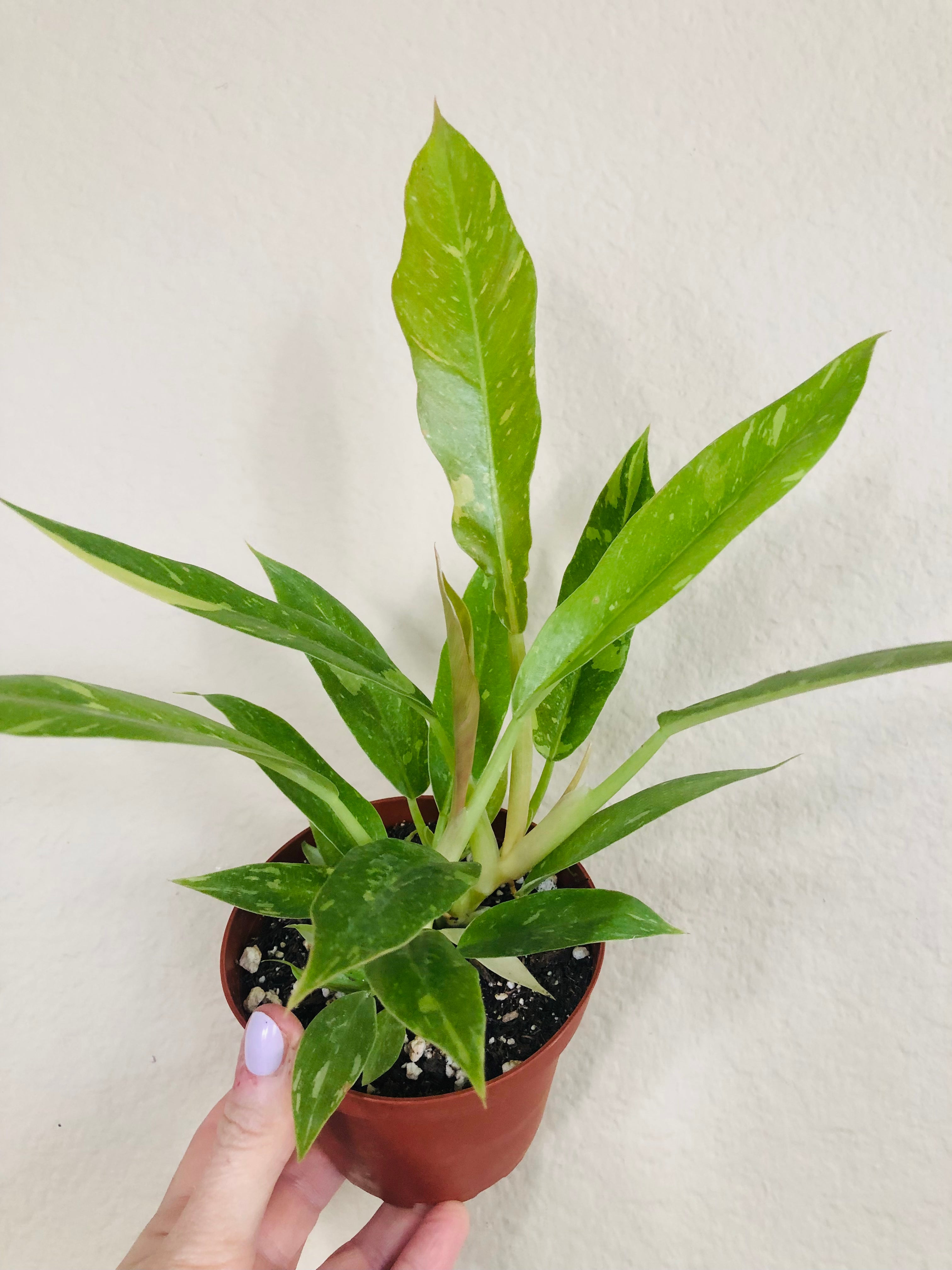 Philodendron 'Ring of Fire'