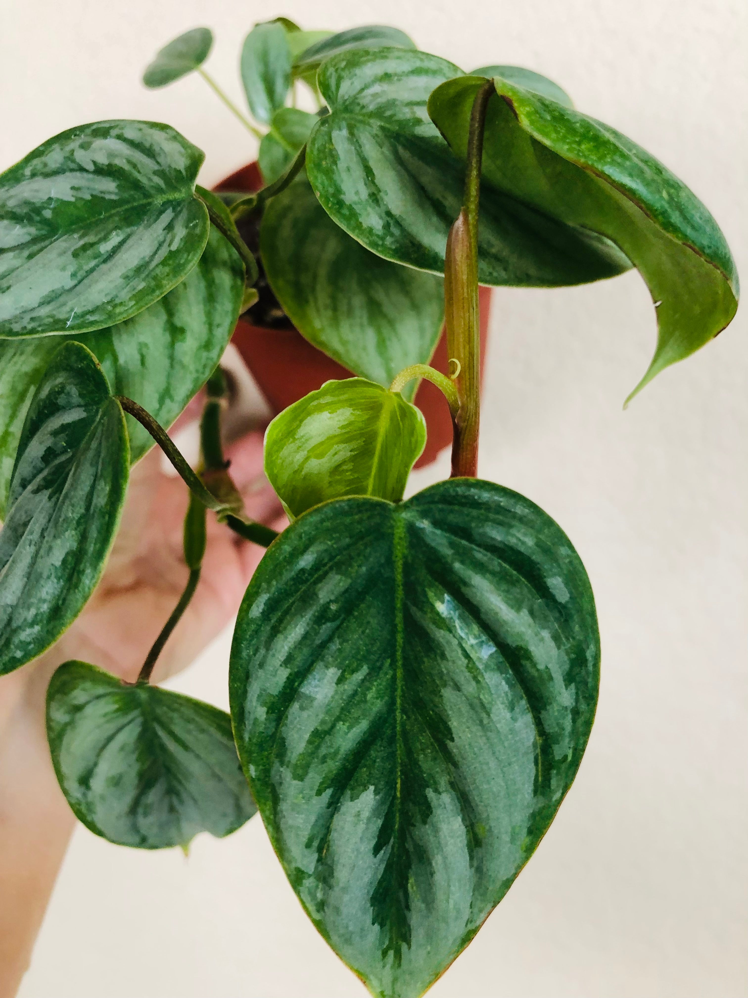 Philodendron Sodiroi