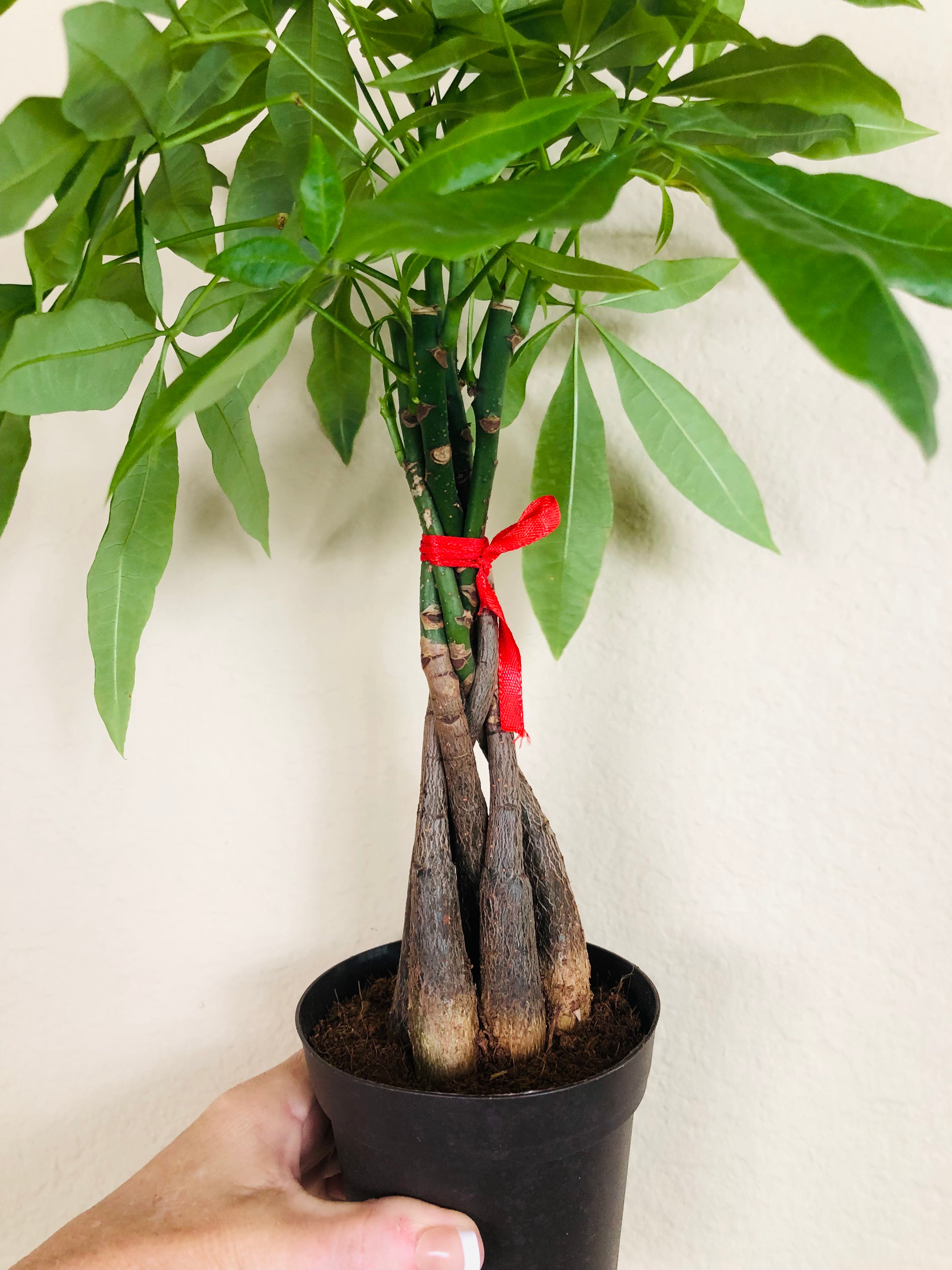 Pachira Braid 'Money Tree'