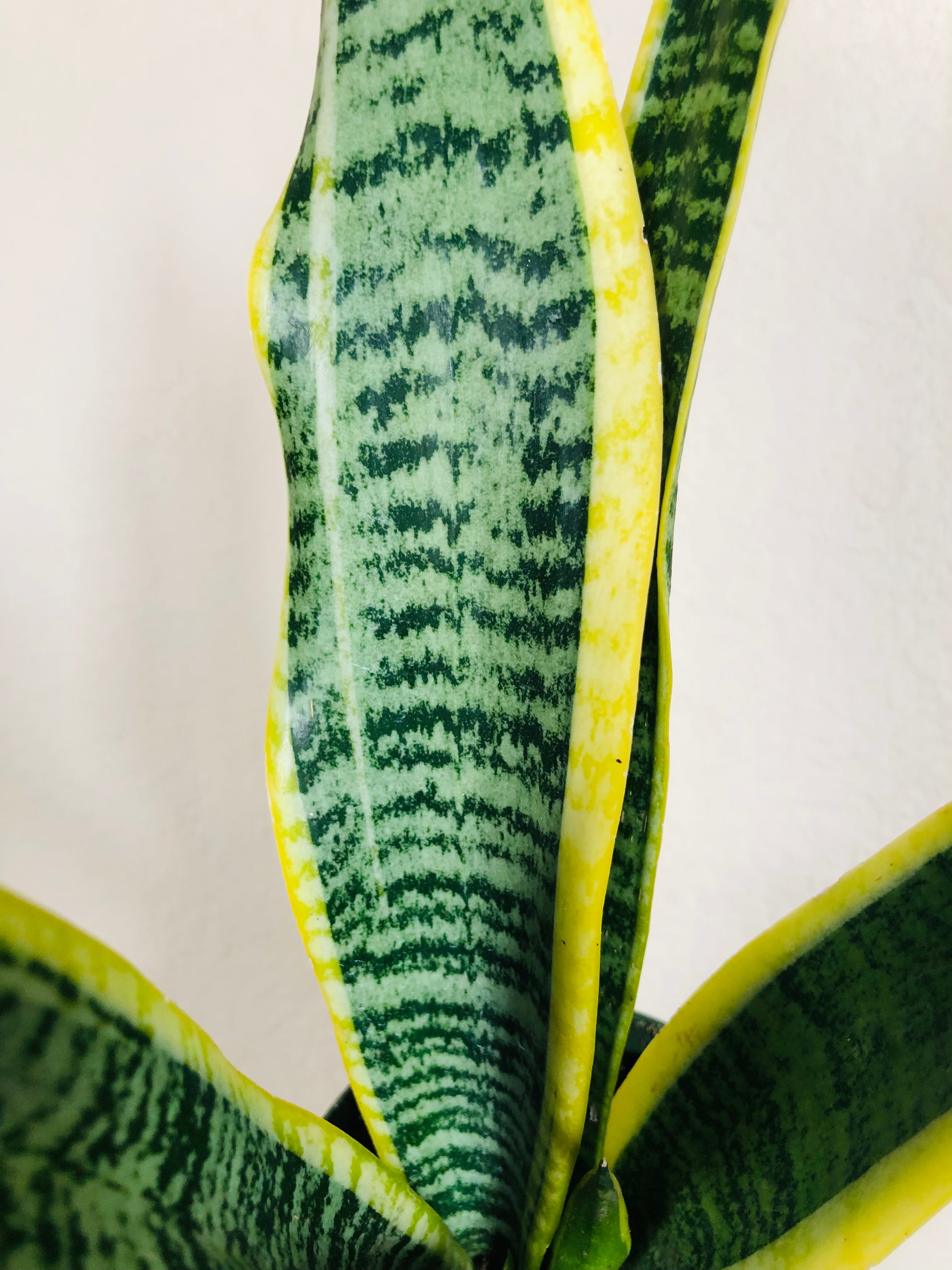 Sansevieria Trifasciata 'Laurentii'