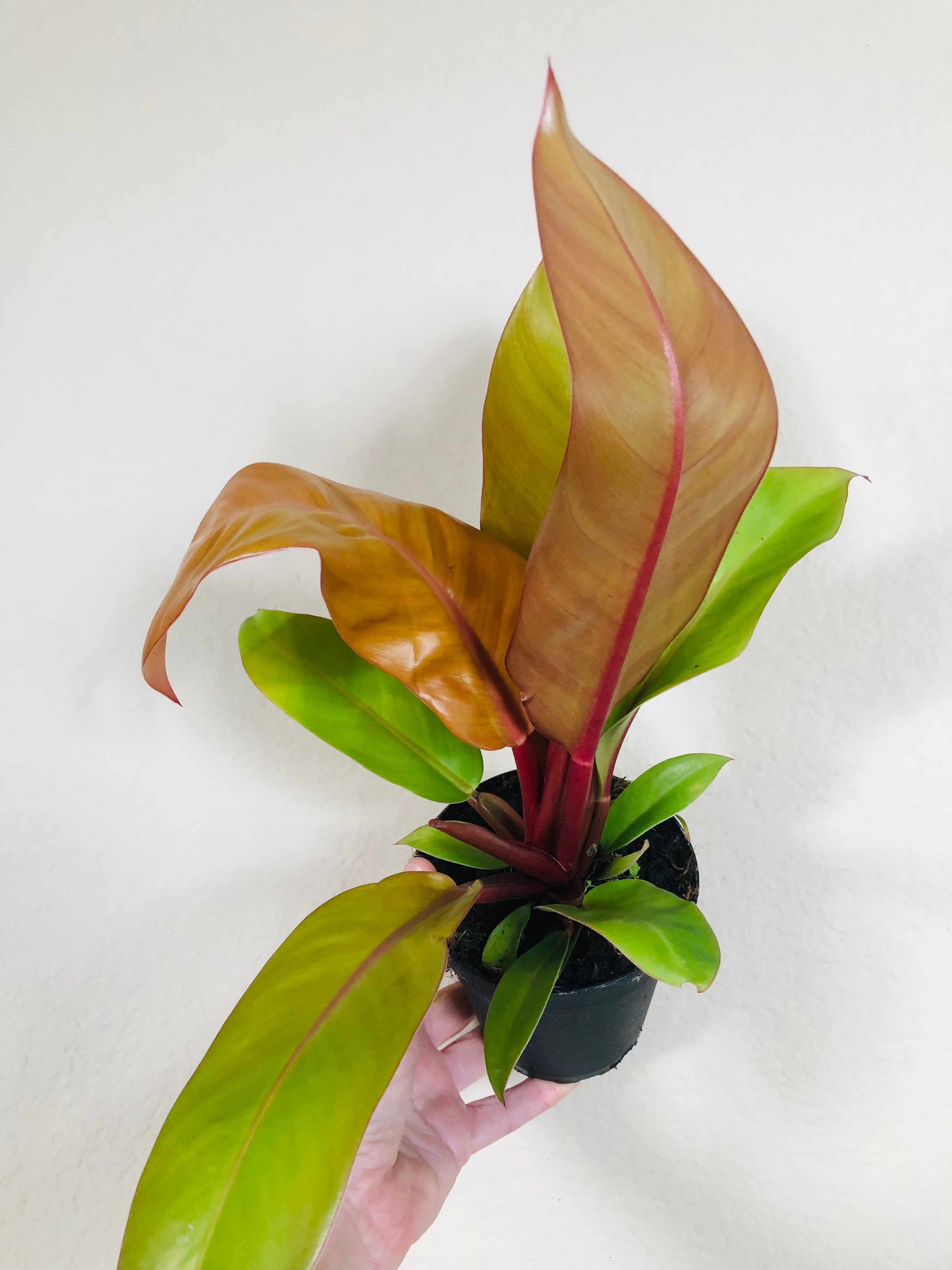 Philodendron 'Prince of Orange'