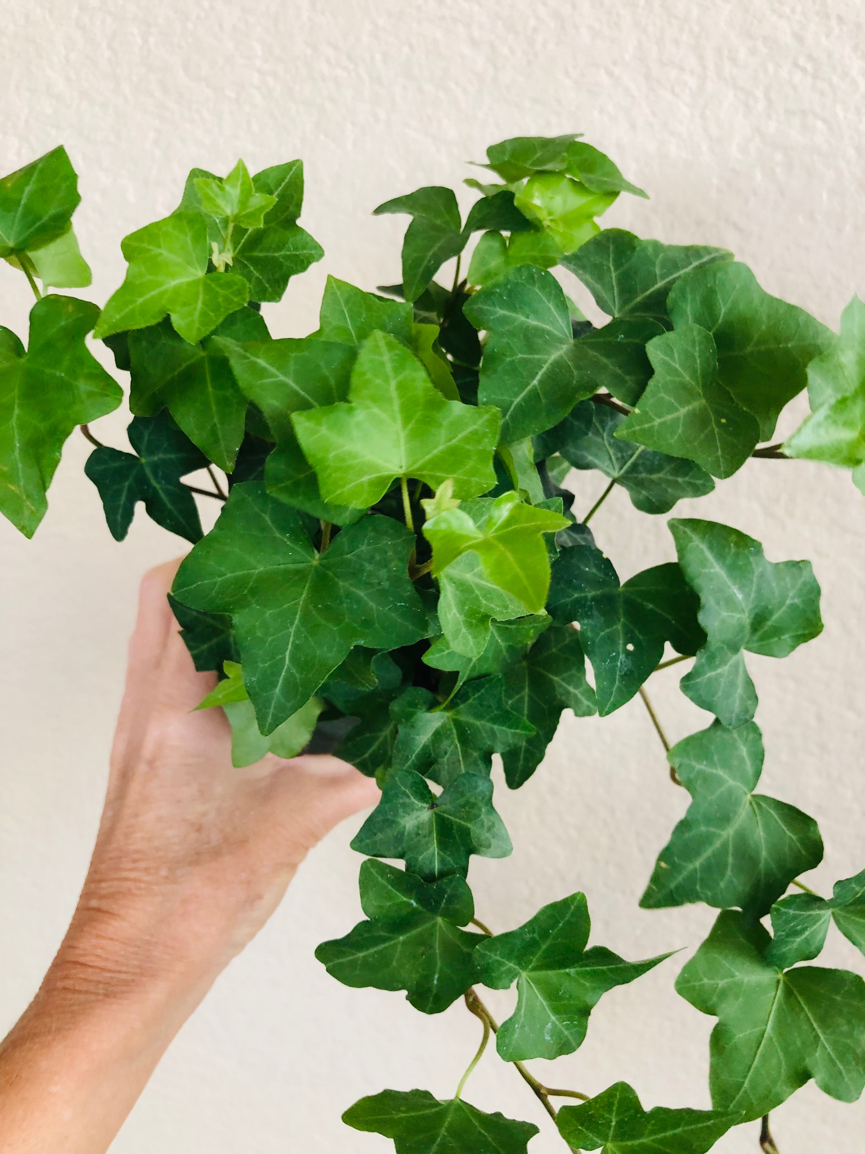 Ivy 'Green California'