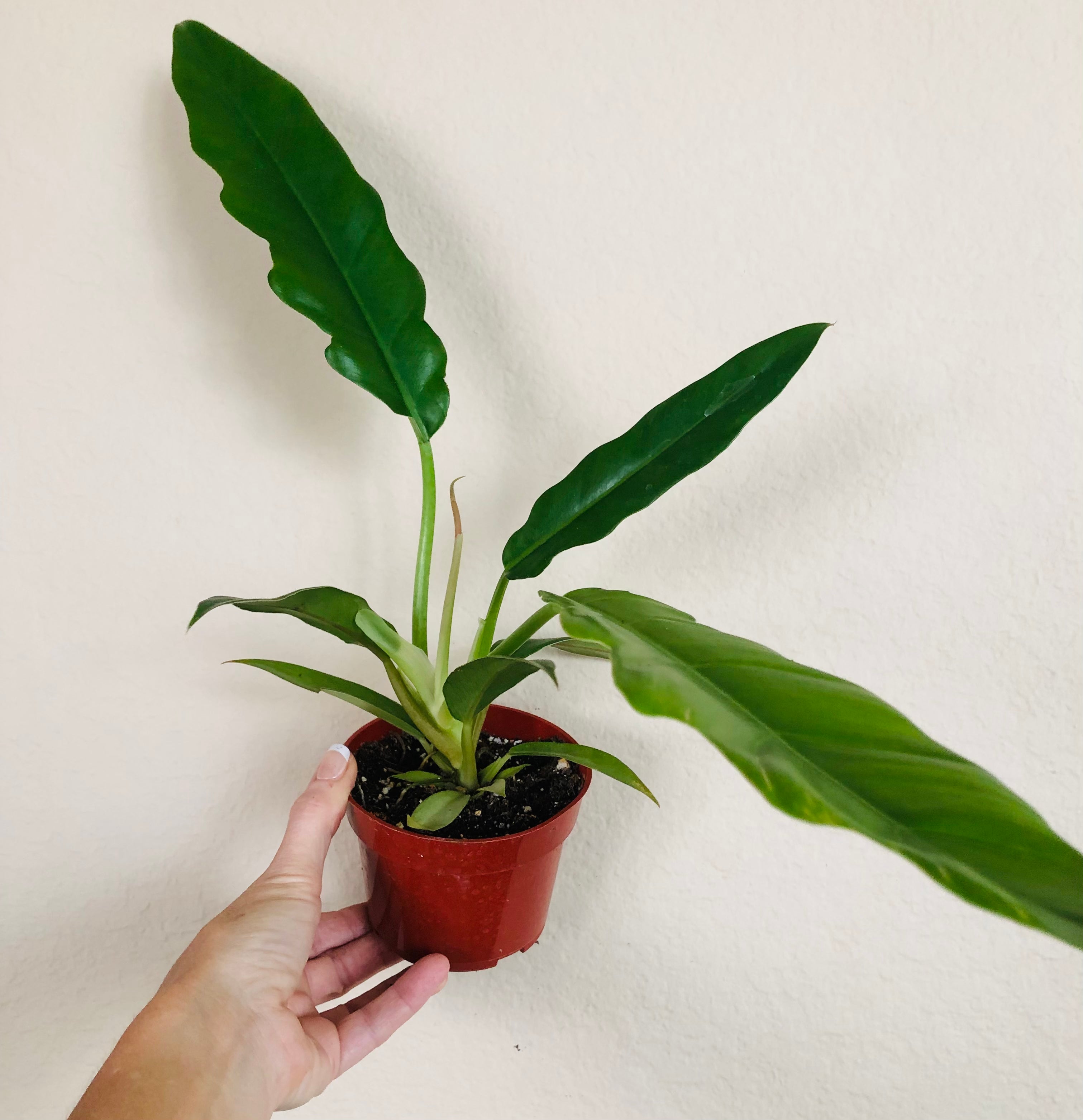 Philodendron 'Jungle Boogie'