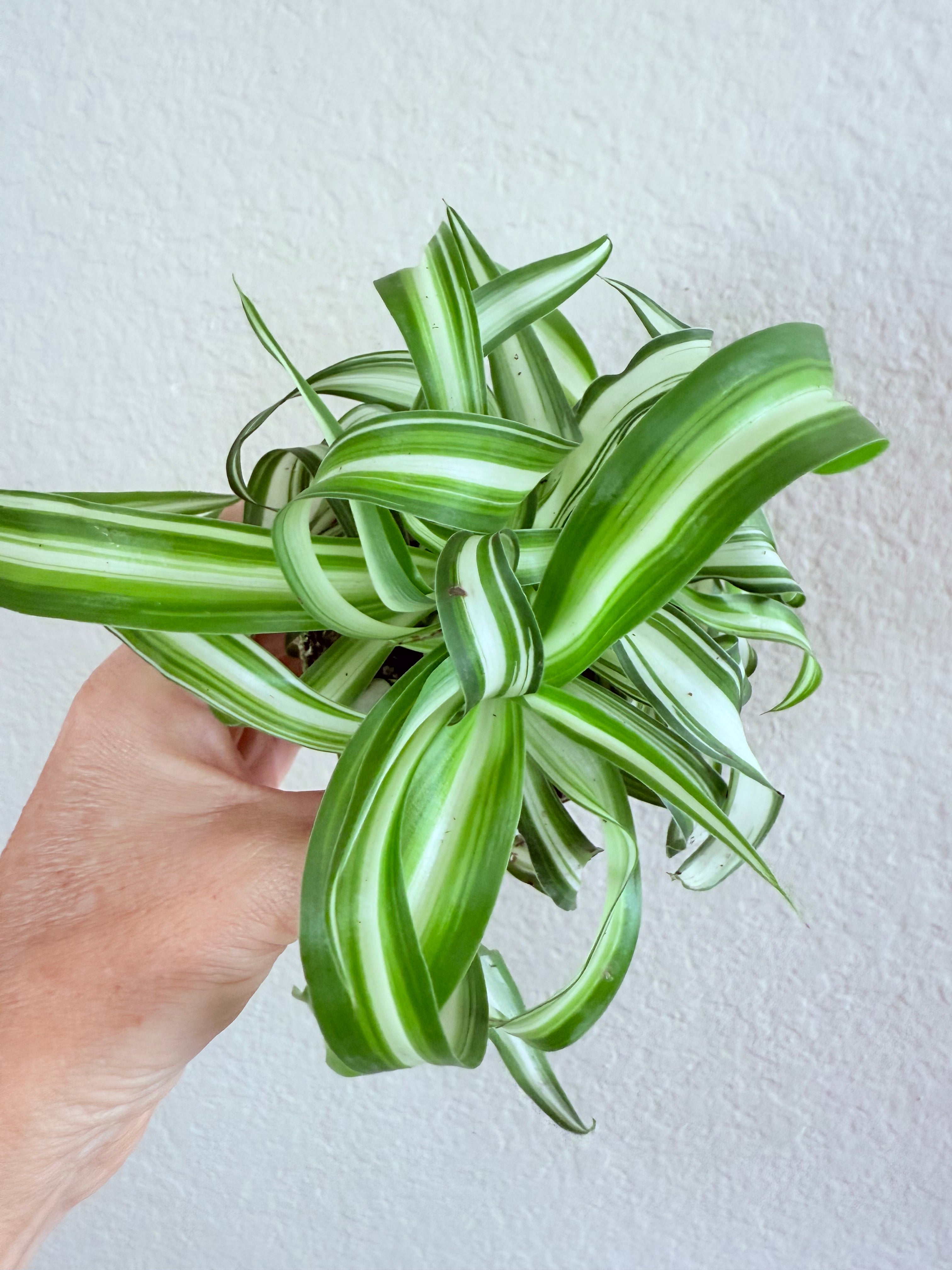 Spider Plant 'Bonnie'