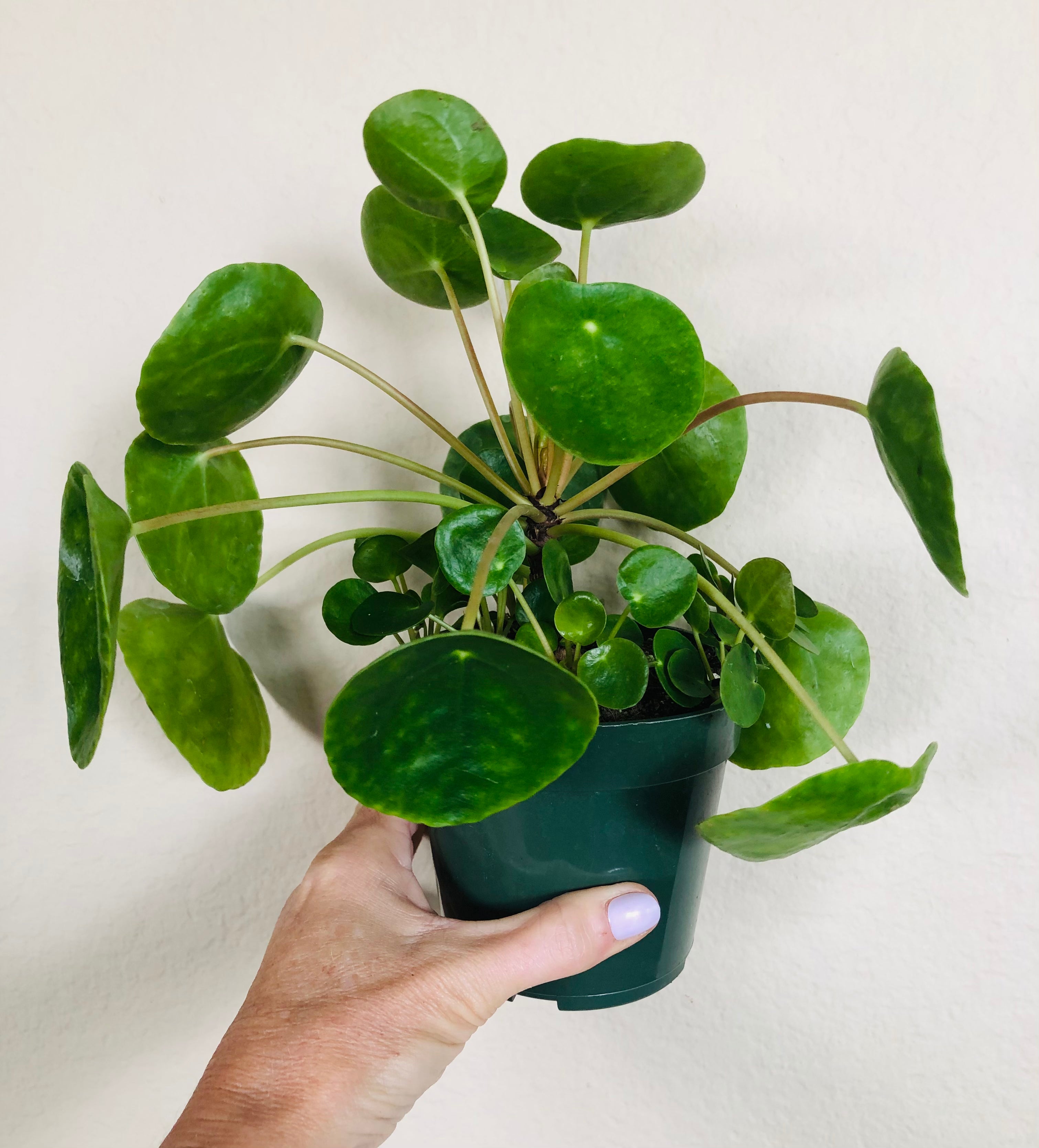 Pilea Peperomioides