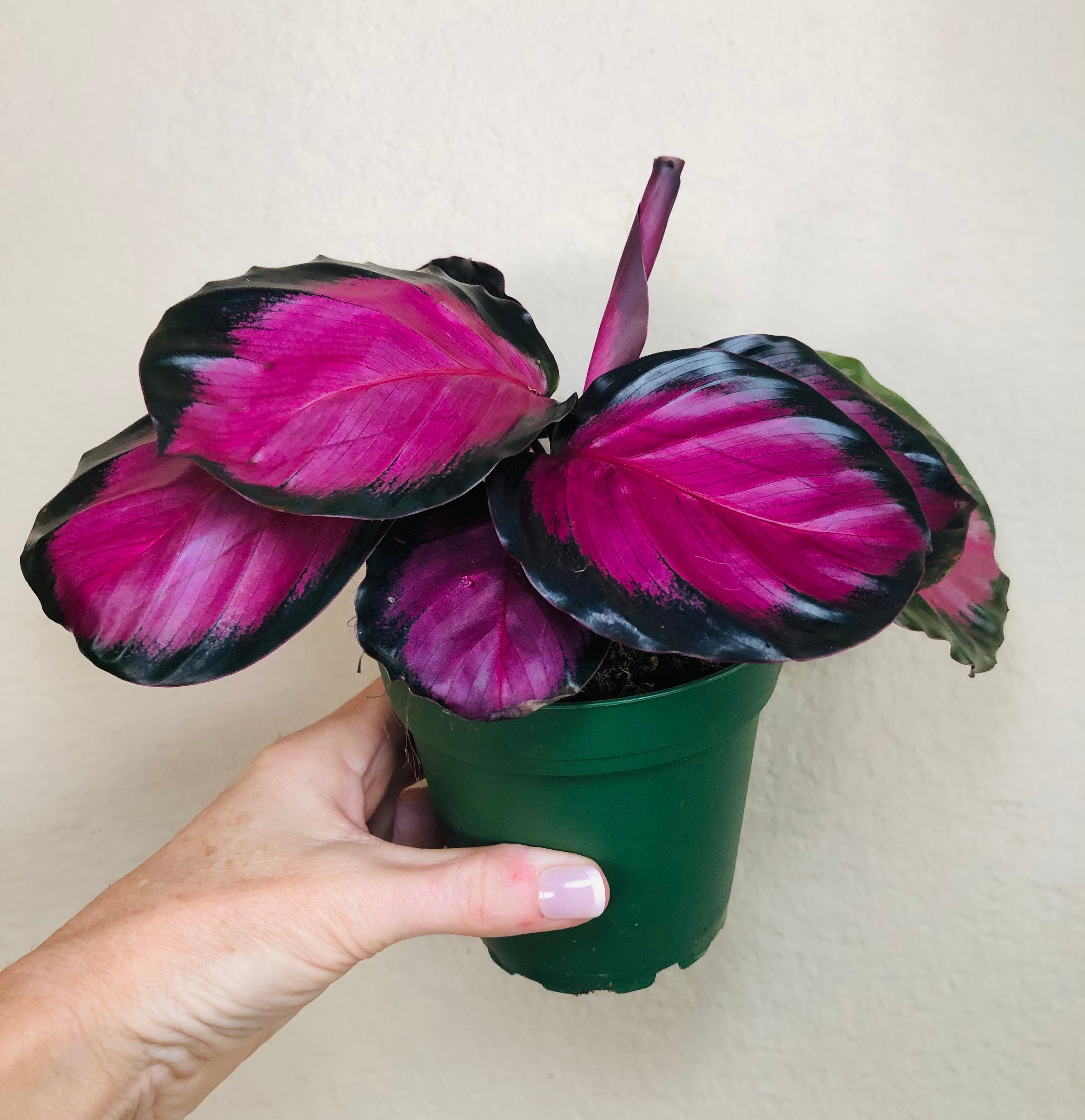 Calathea Roseopicta 'Rosy'