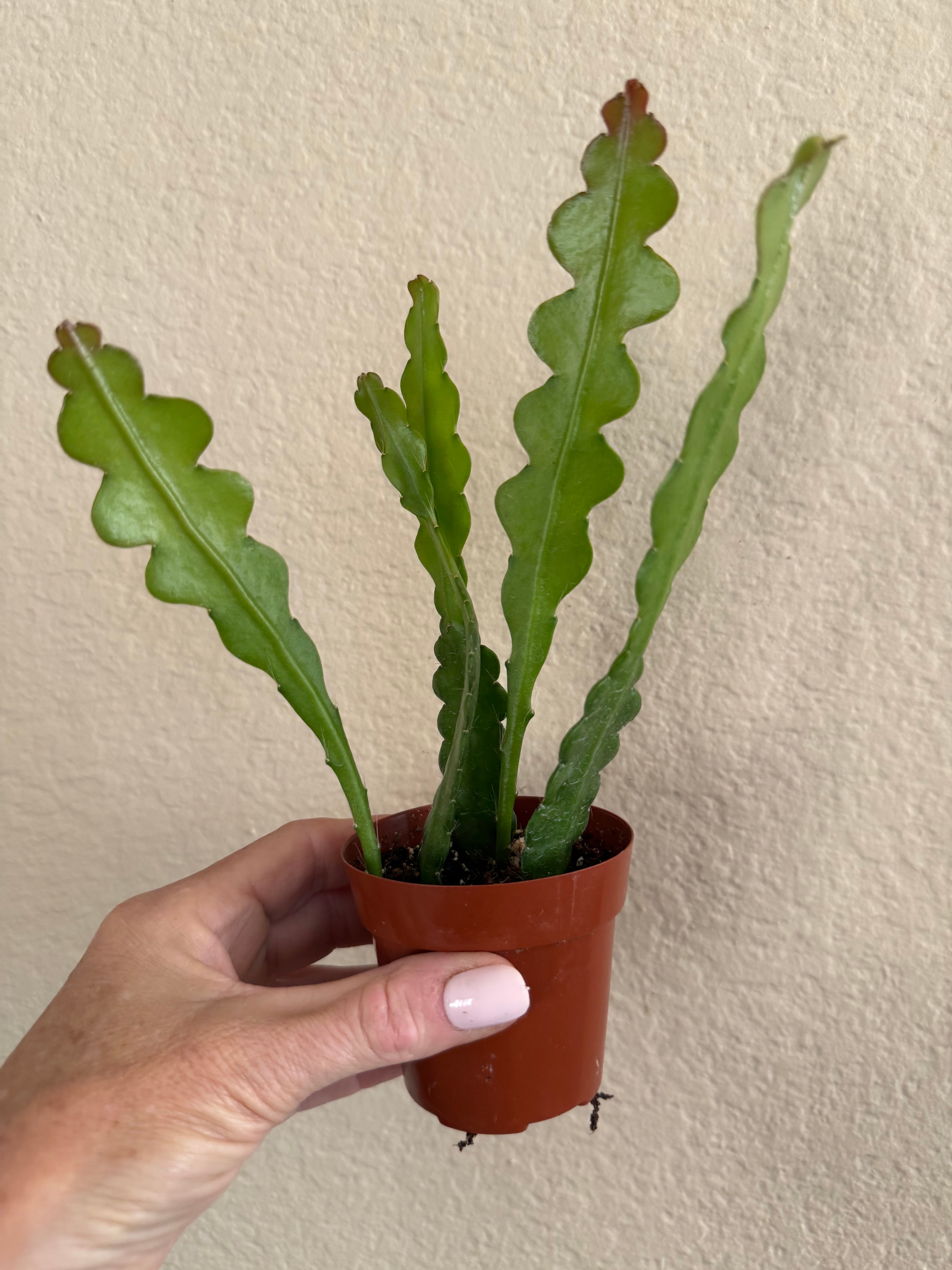 Epiphyllum 'Ric Rac' (Fishbone) Cactus