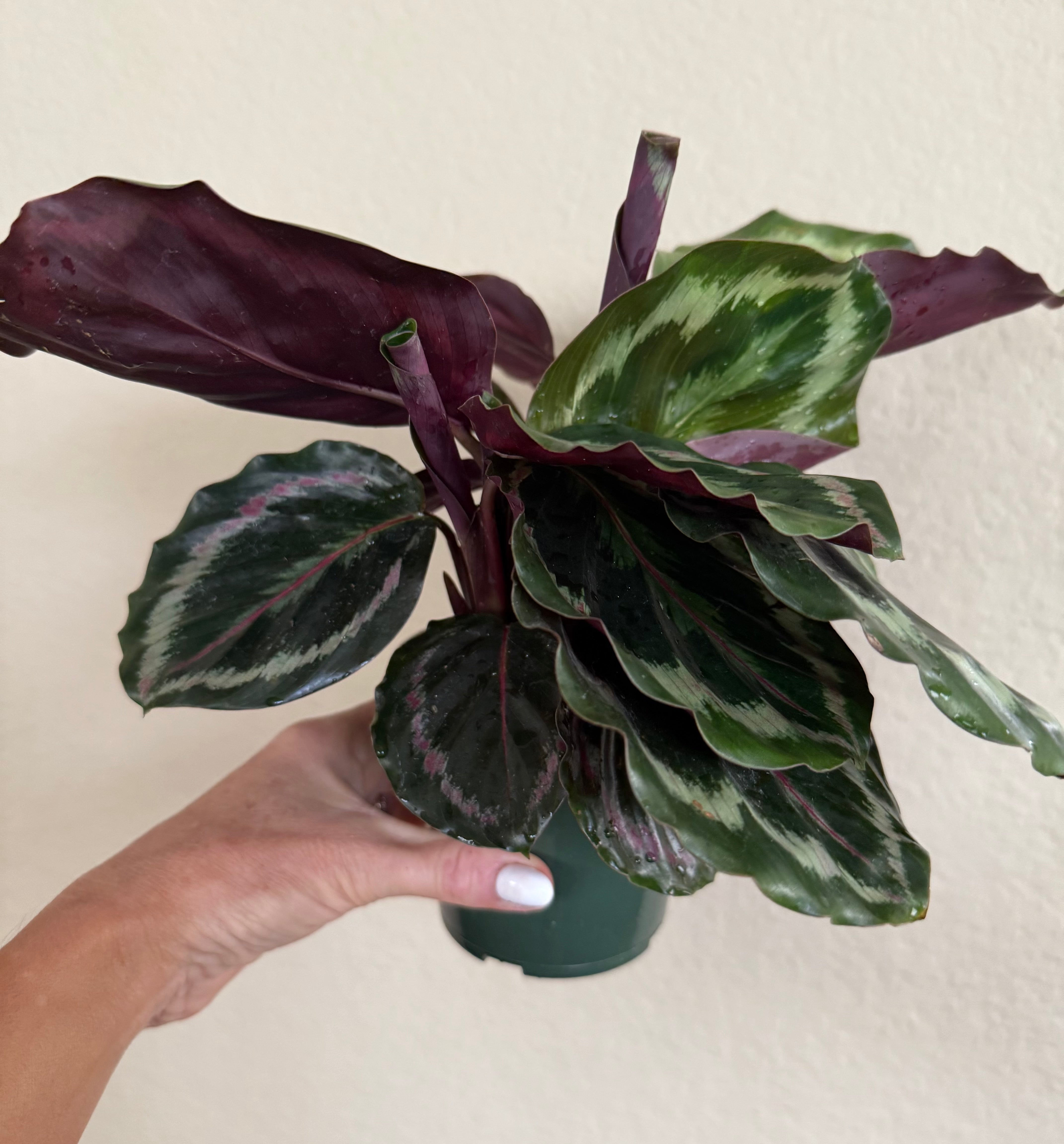 Calathea Roseopicta 'Medallion'
