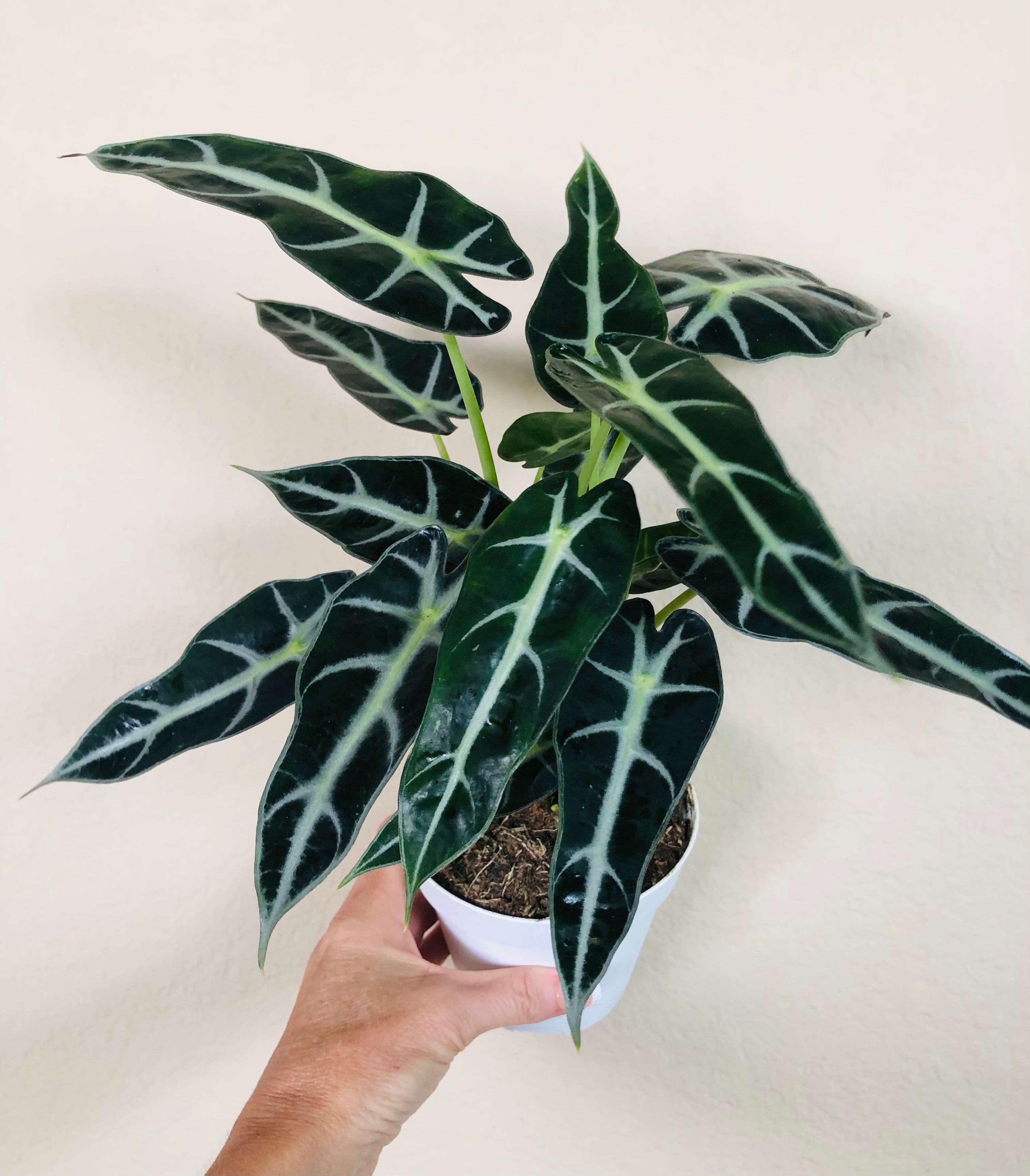 Alocasia Amazonica 'Bambino'