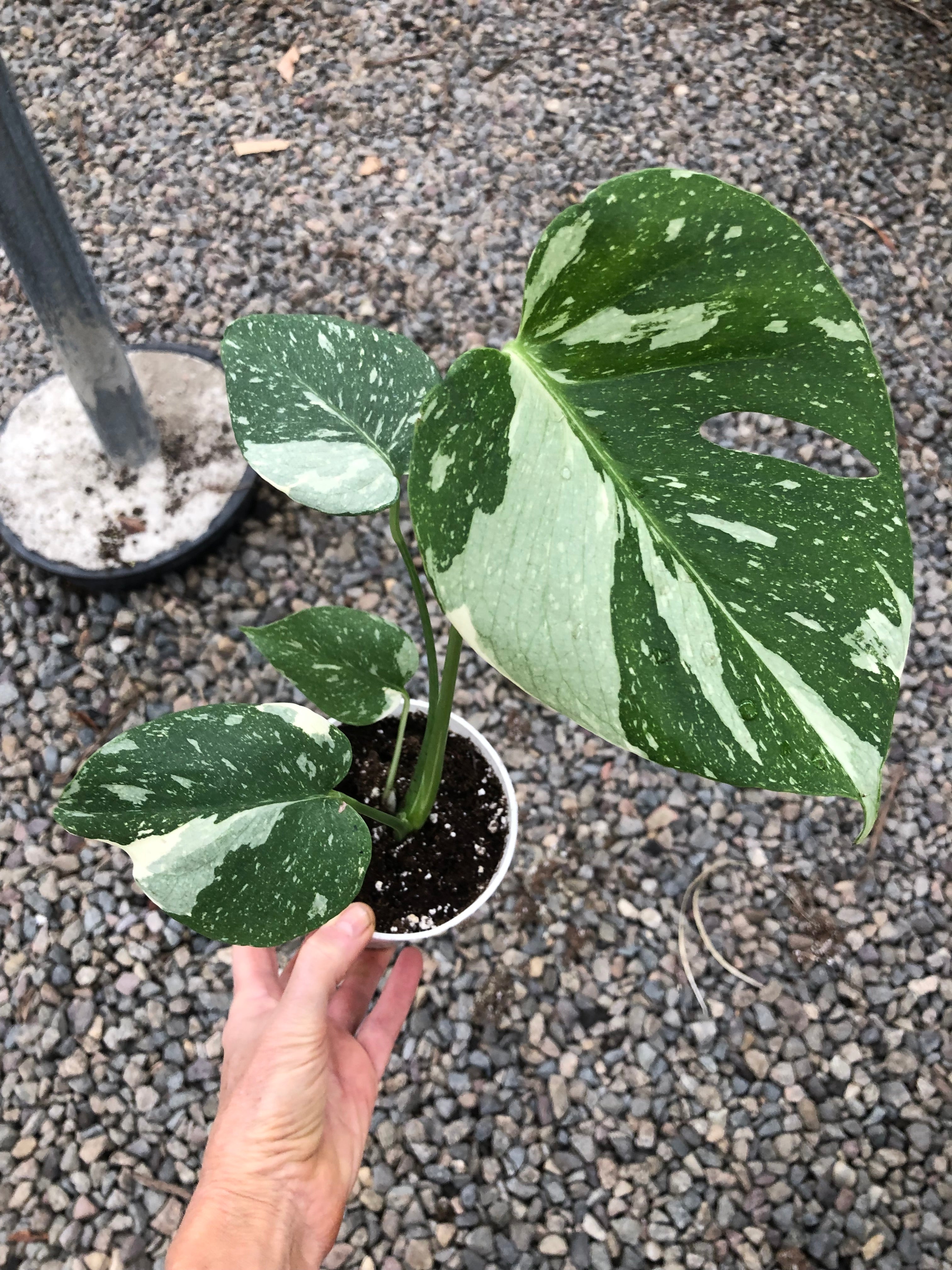 Monstera Thai Constellation