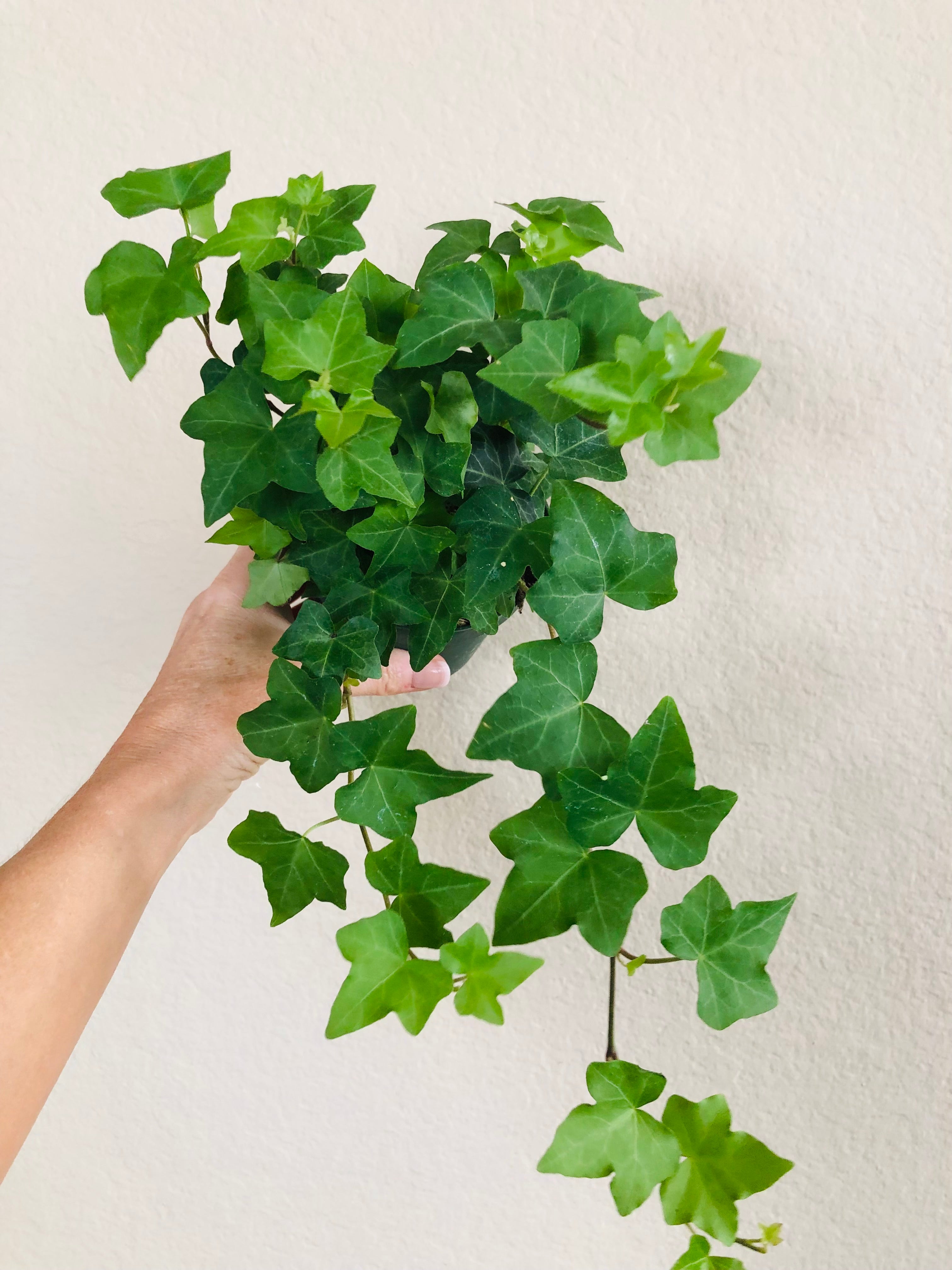 Ivy 'Green California'