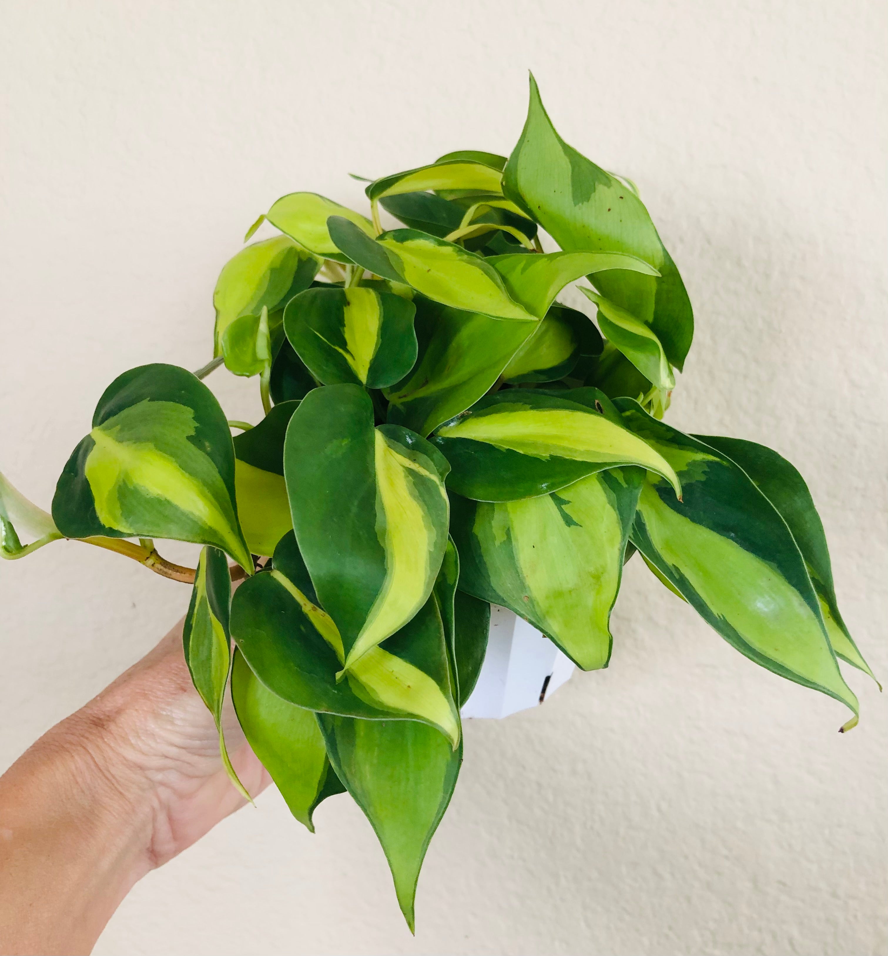Philodendron 'Brasil'