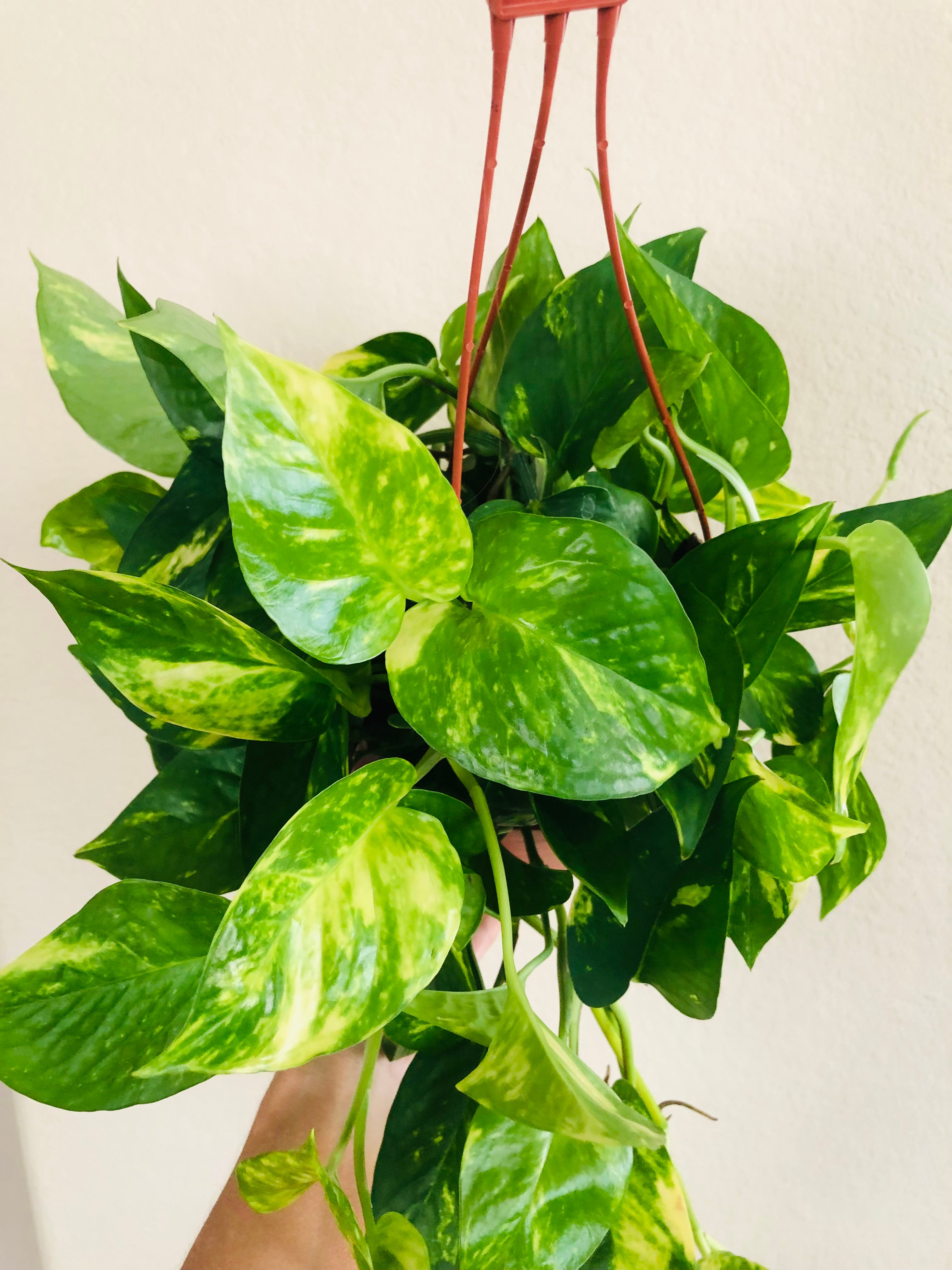 Pothos 'Golden'