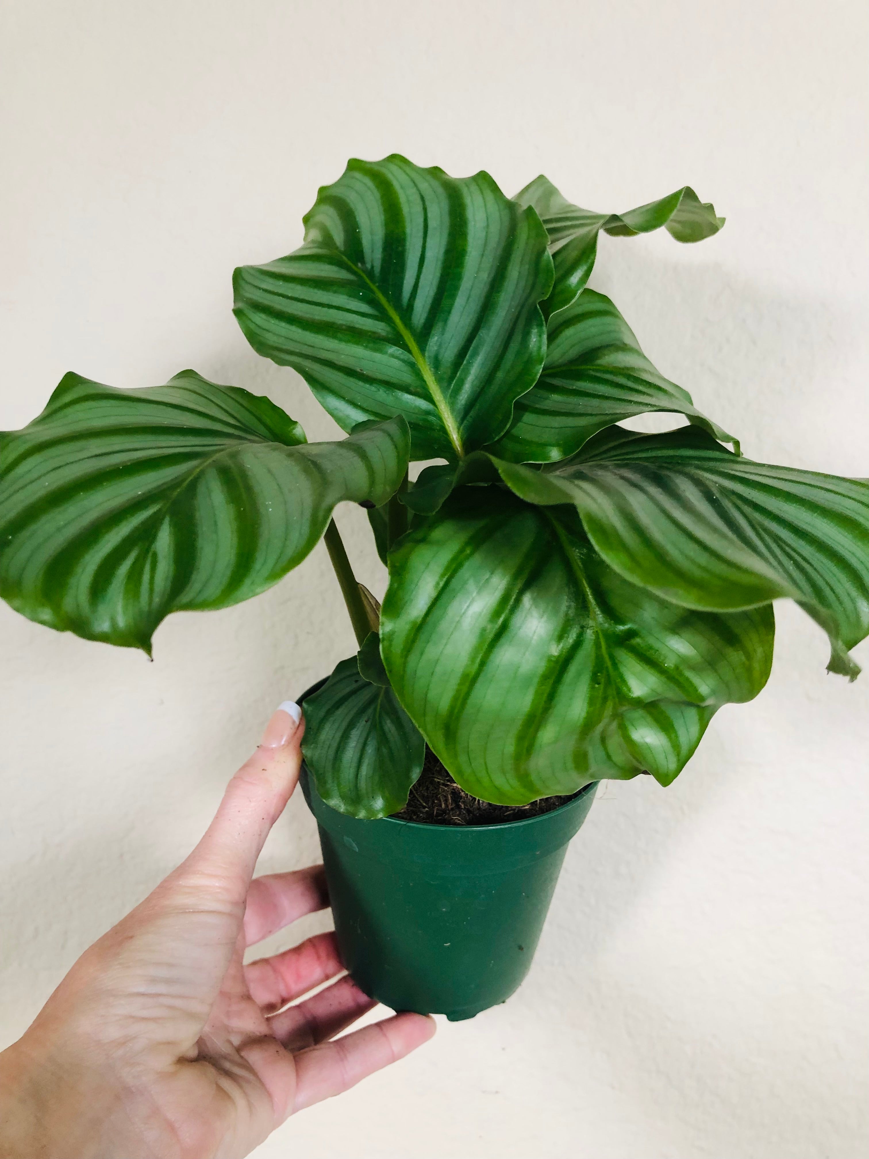 Calathea 'Orbifolia'