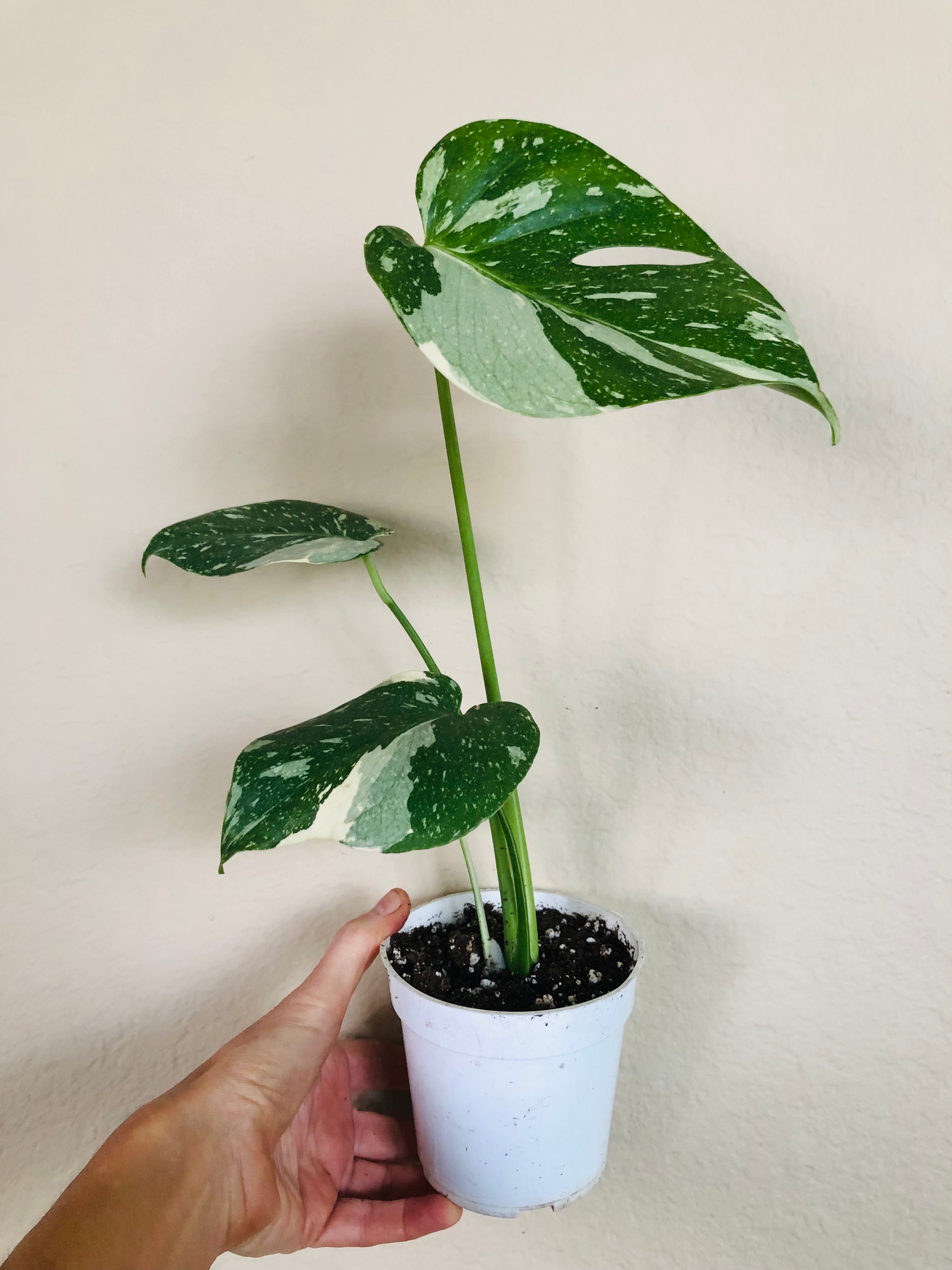 Monstera Thai Constellation