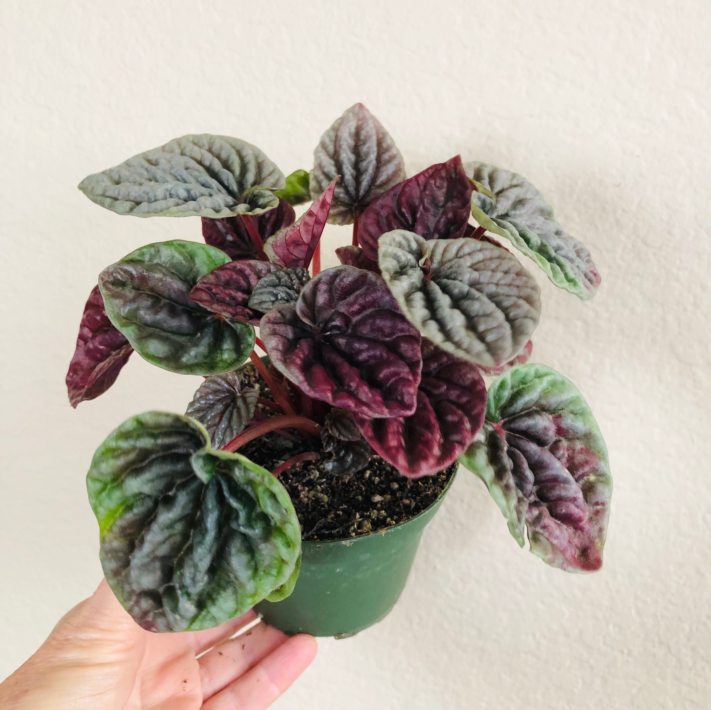 Peperomia 'Luna Red'