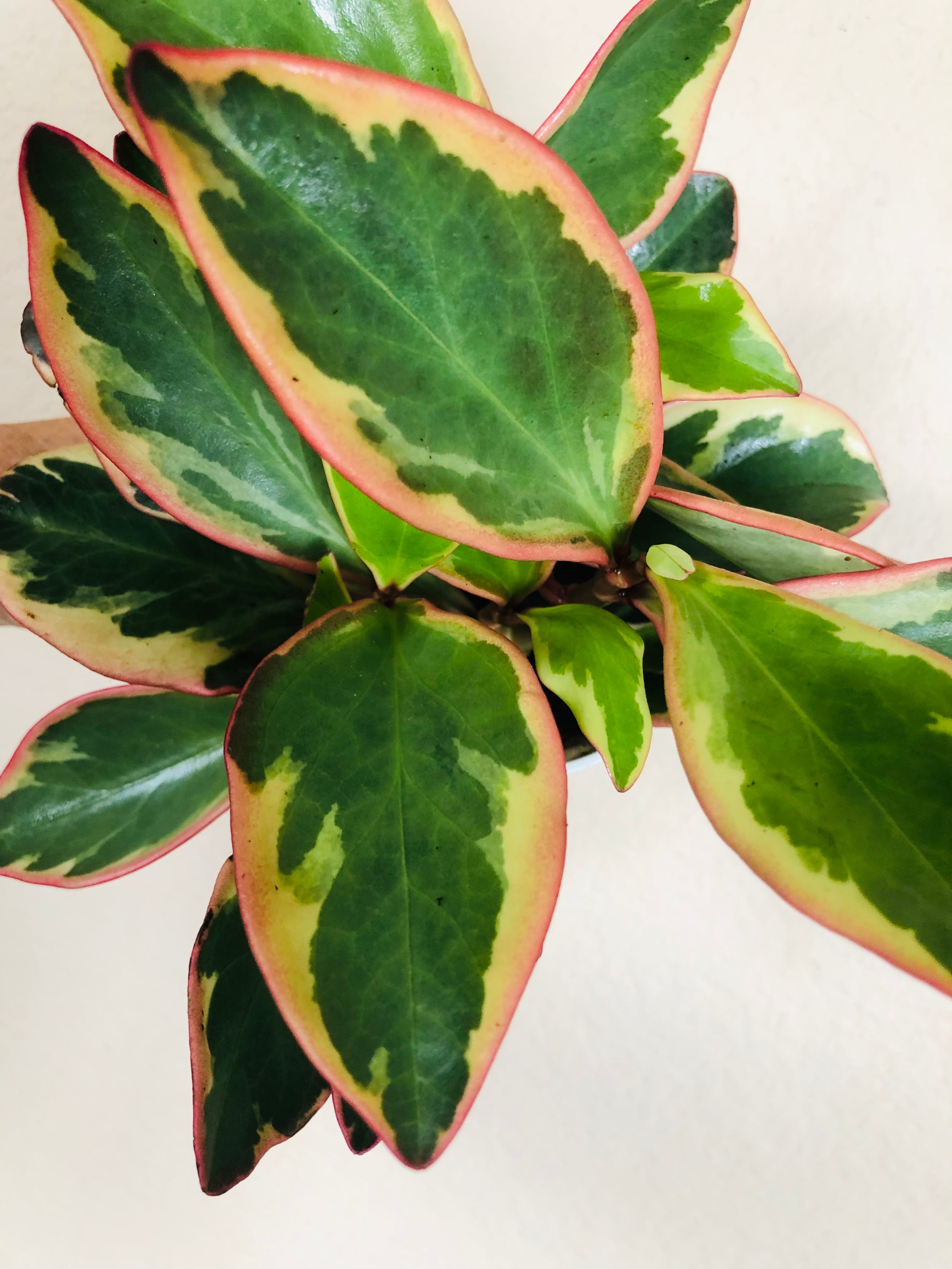 Peperomia 'Ginny'