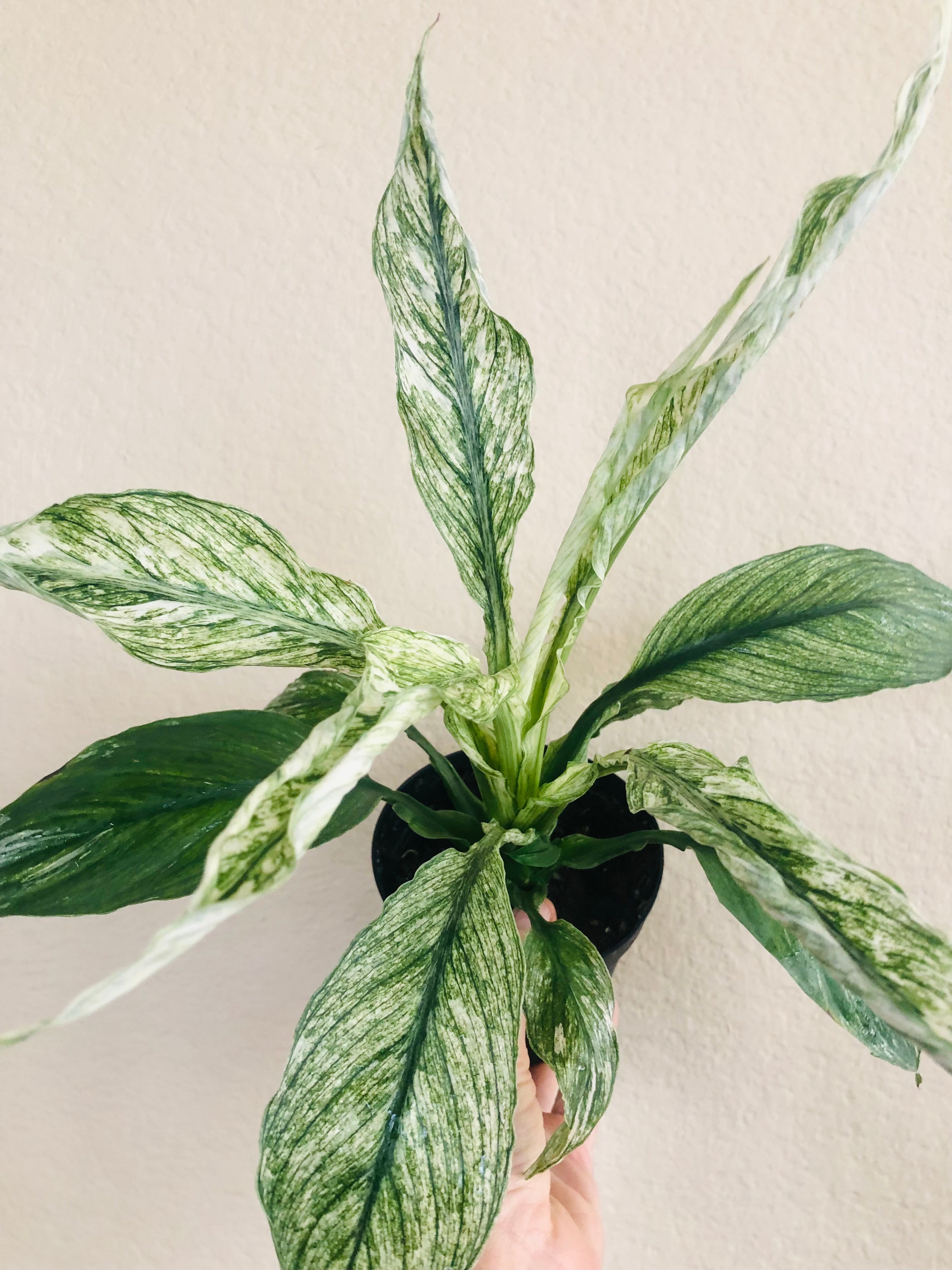 Spathiphyllum ‘Variegated’ | Peace Lily