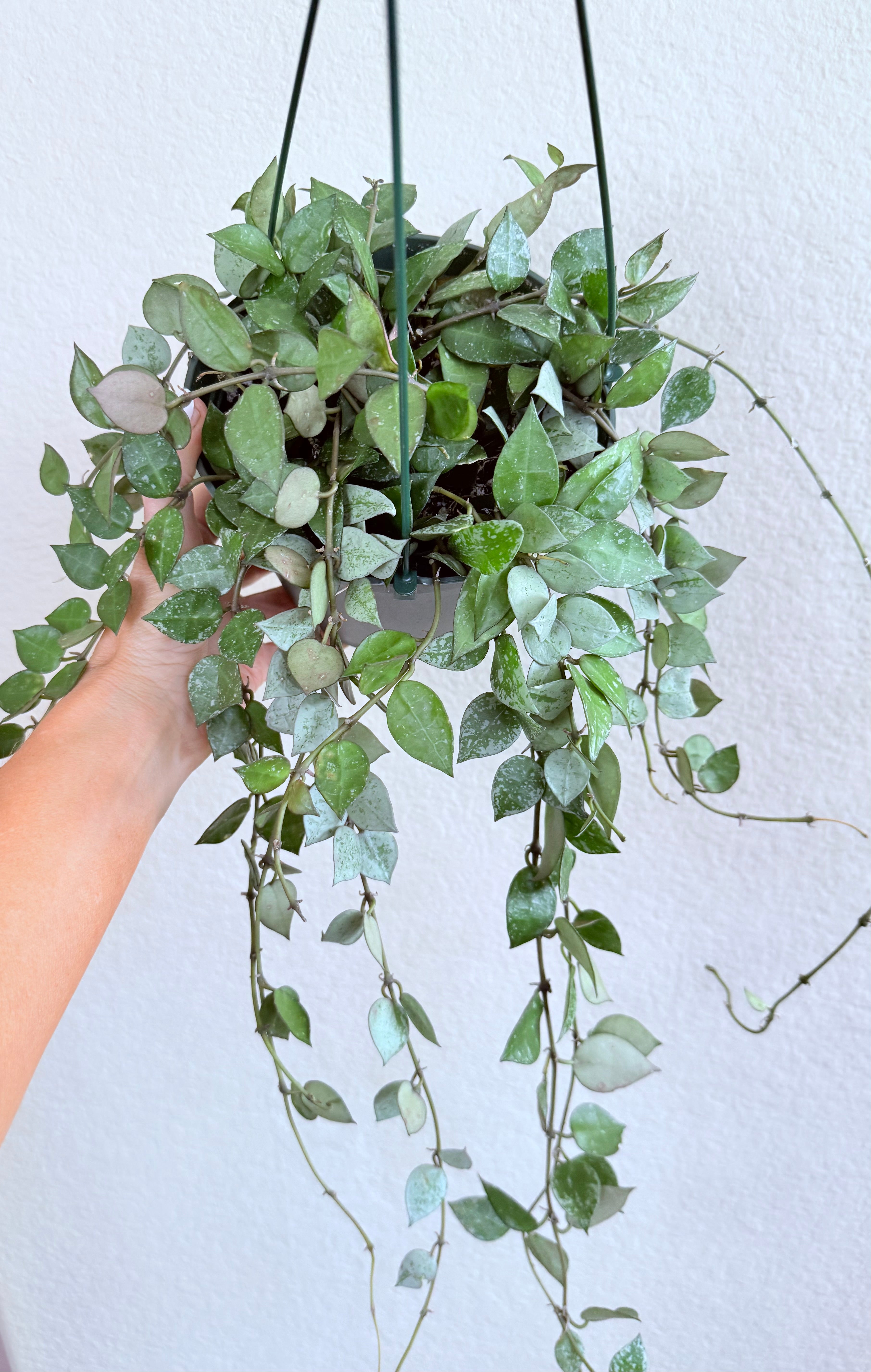 Hoya Eskimo