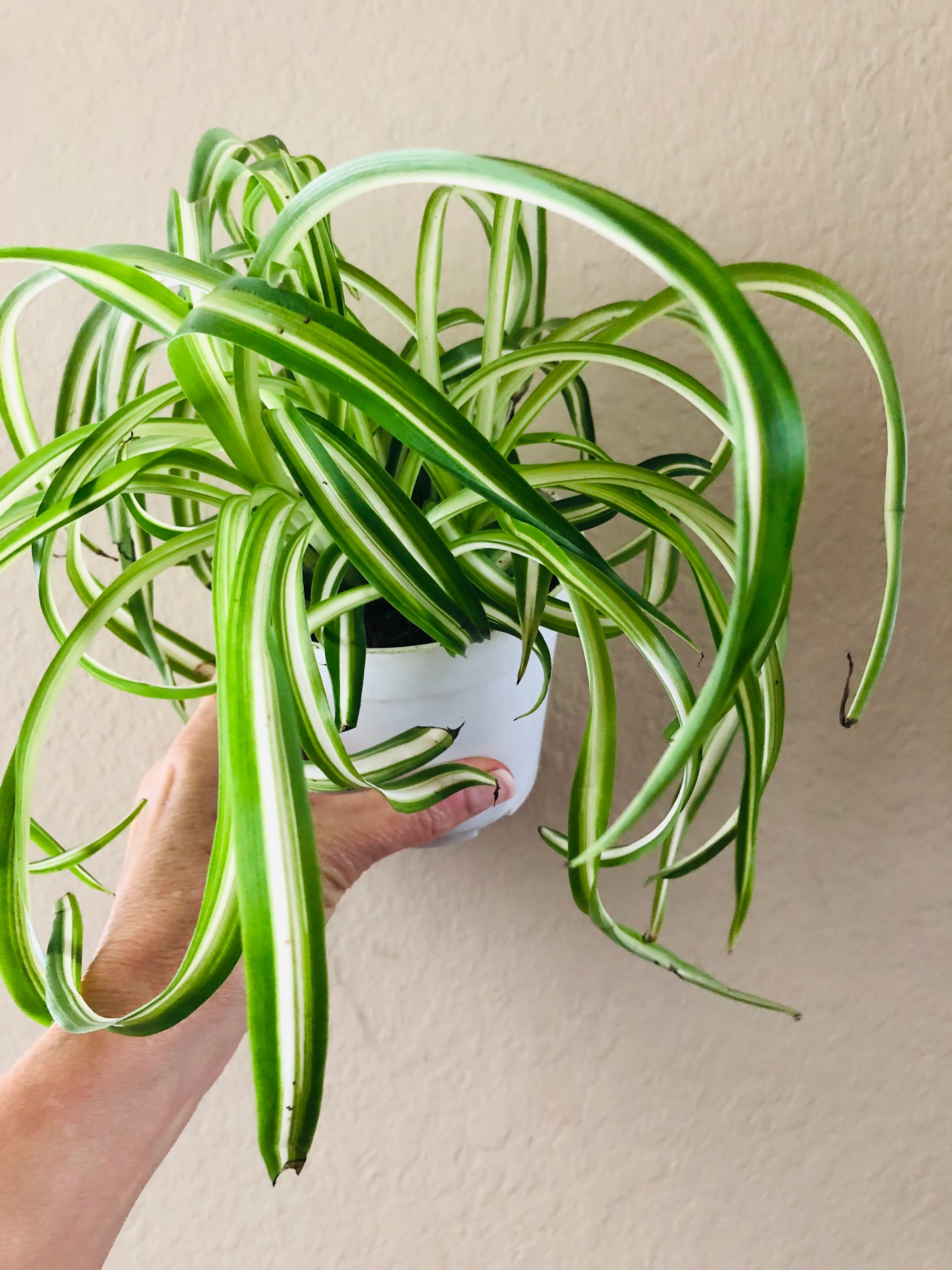 Chlorophytum Spider ‘Variegated’